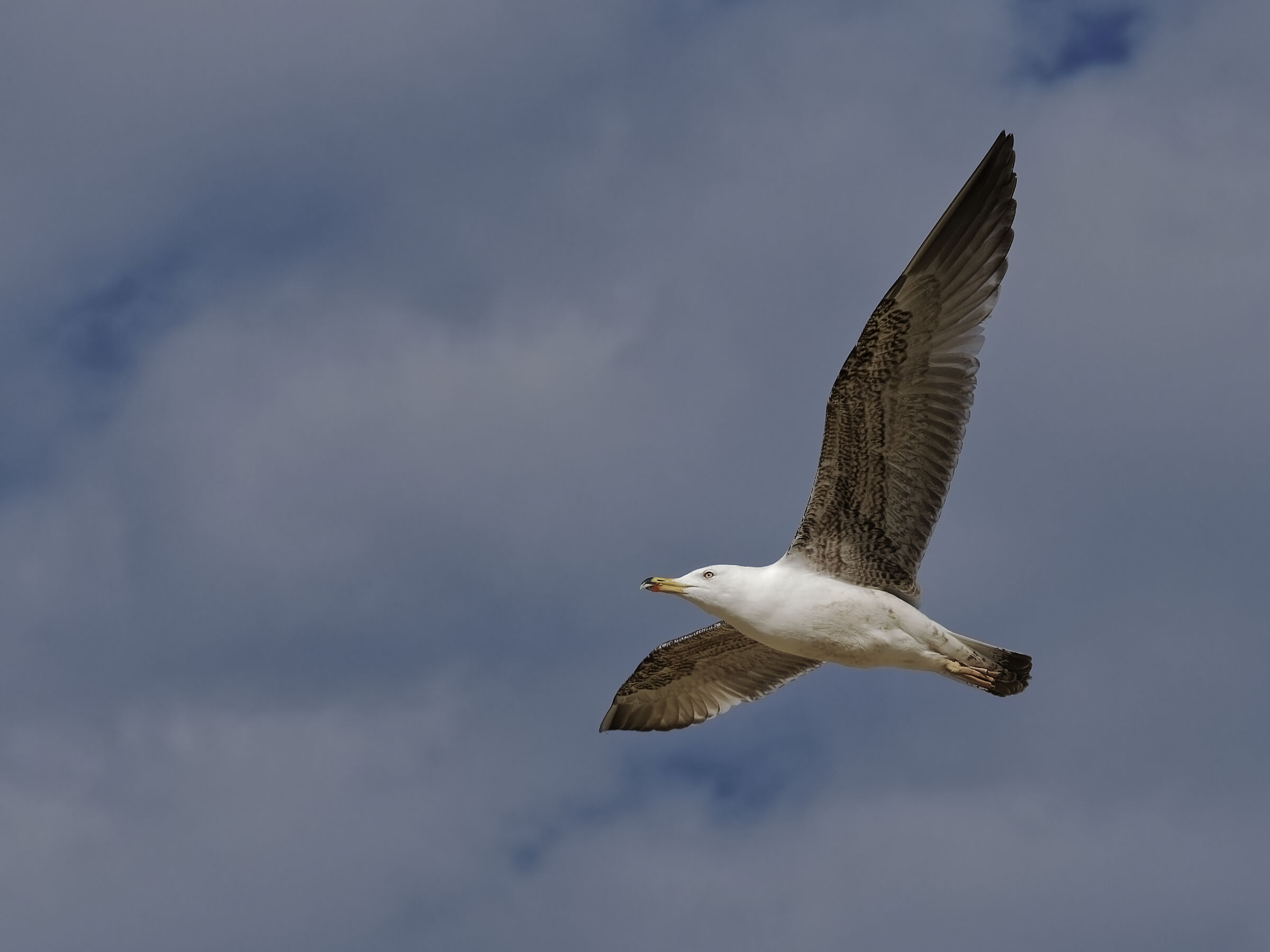 Seagull in Flight 11