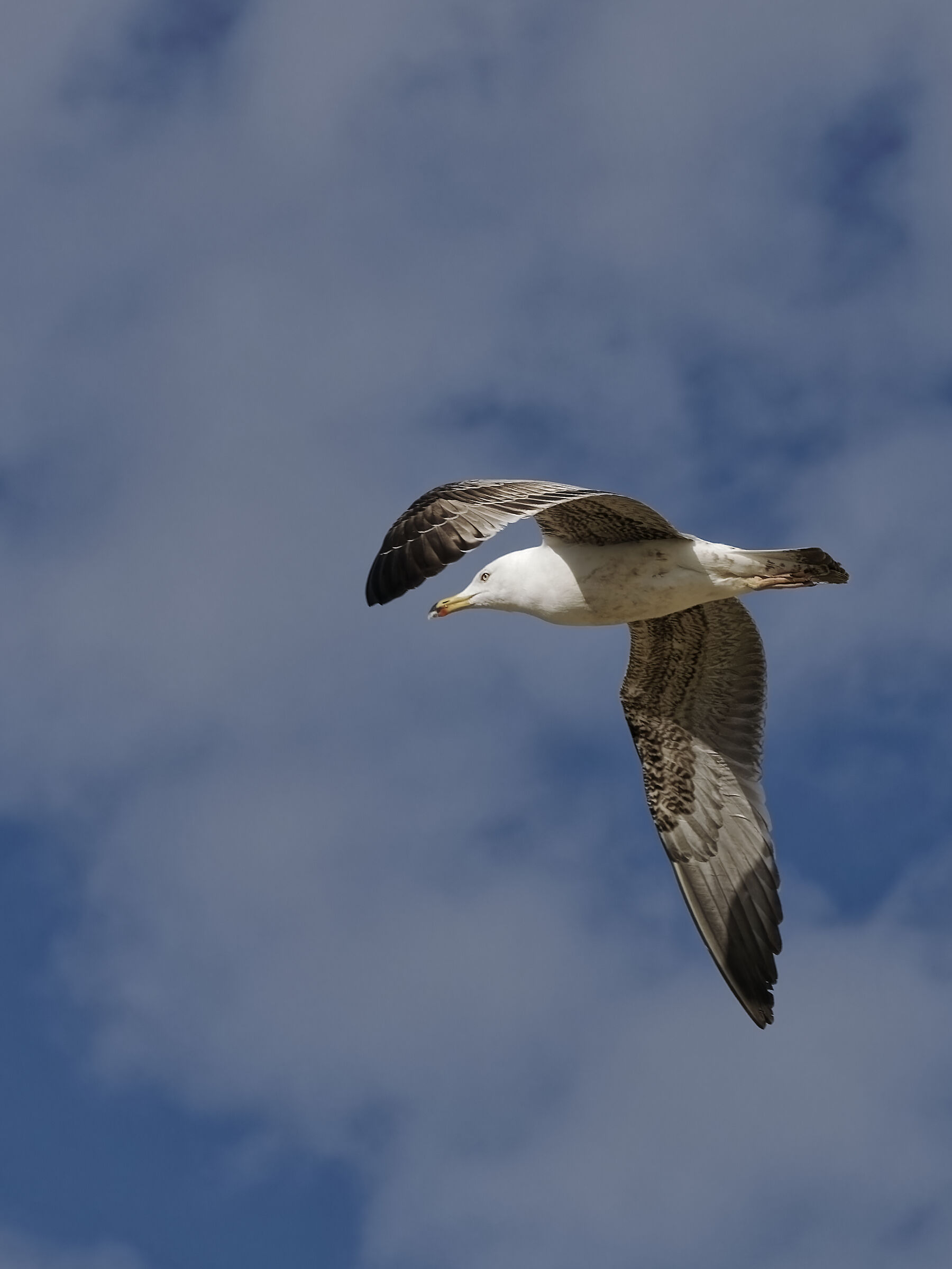 Seagull in Flight 12