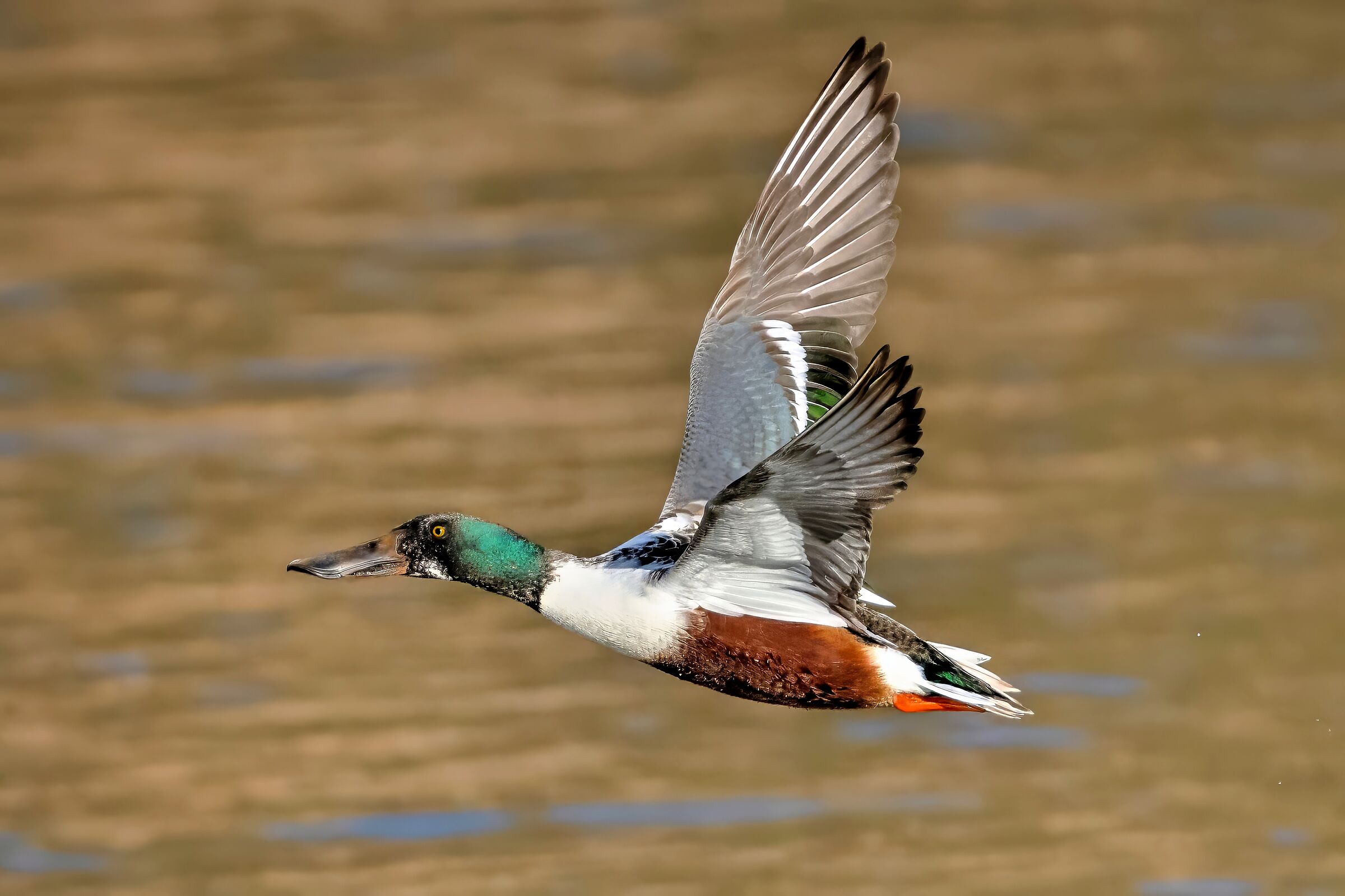 Shoveler (Spatula clypeata)