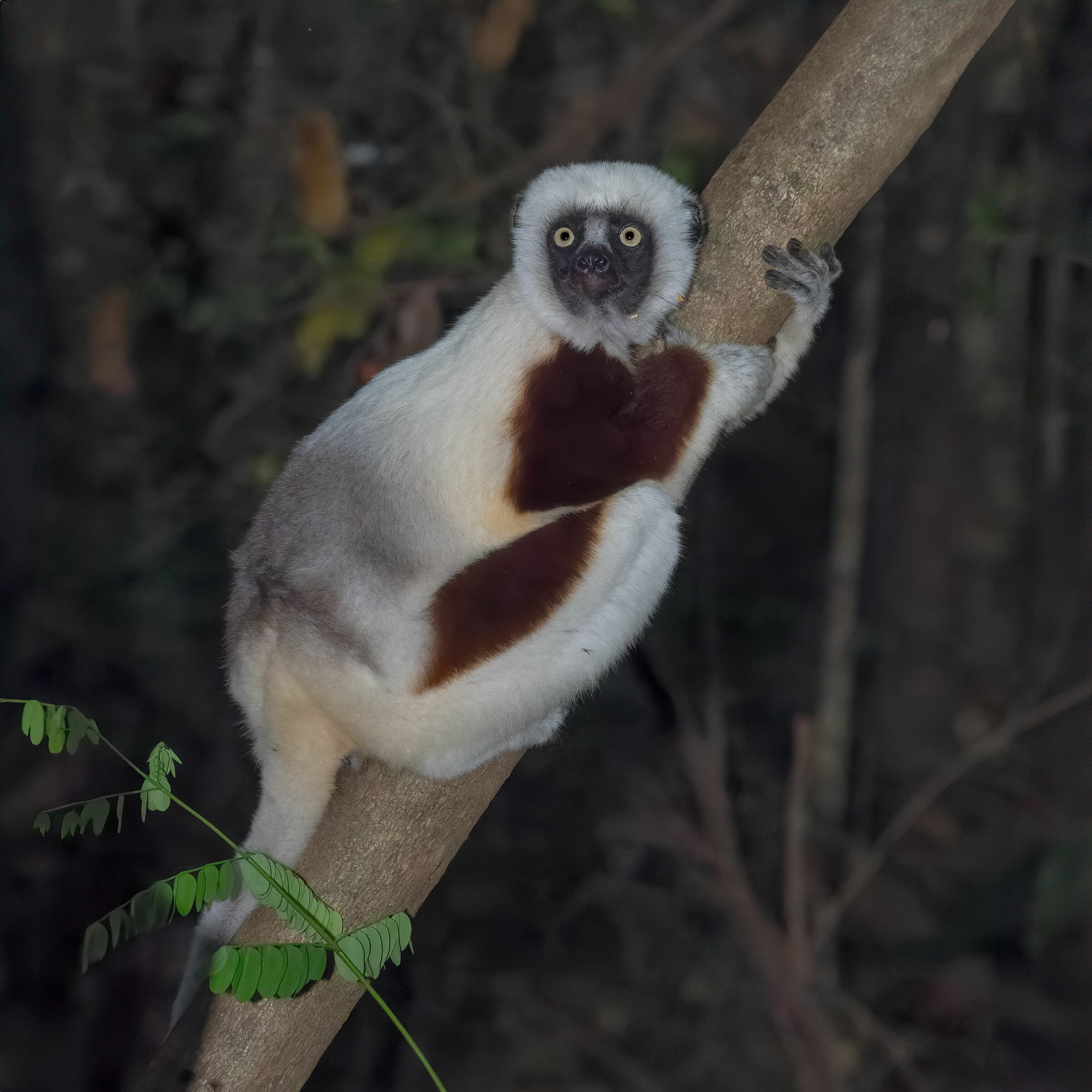 Sifaka by Coquerel