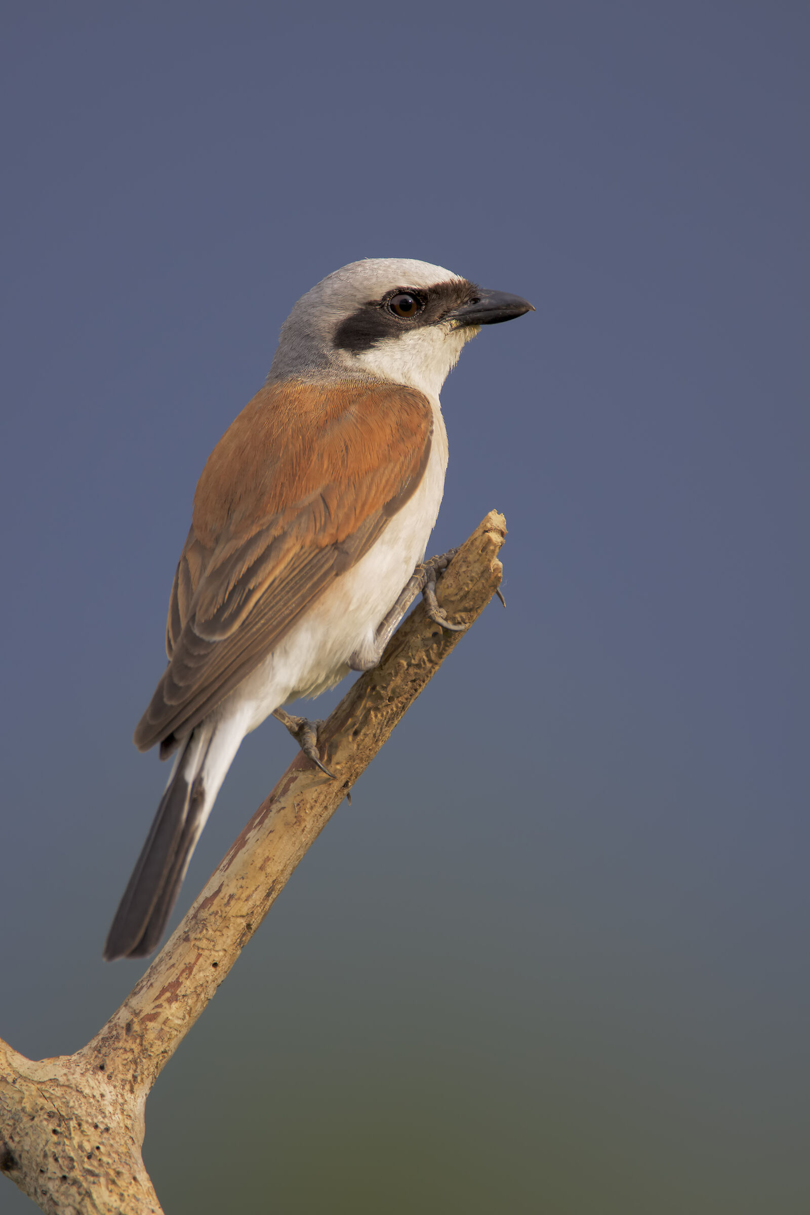 Male shrike