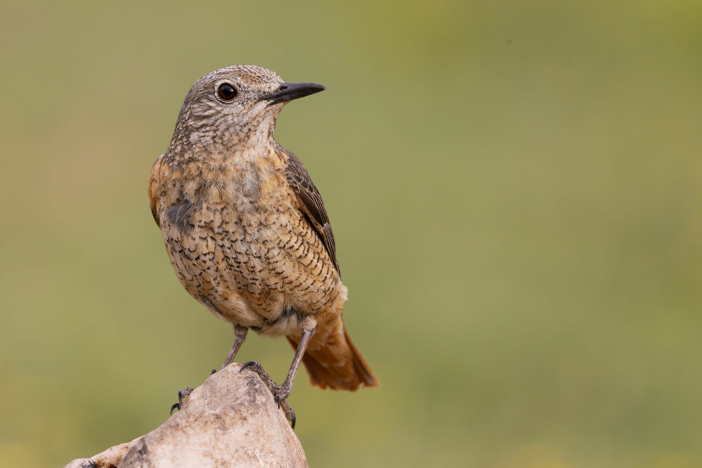 Redstart (Monticola saxatilis)