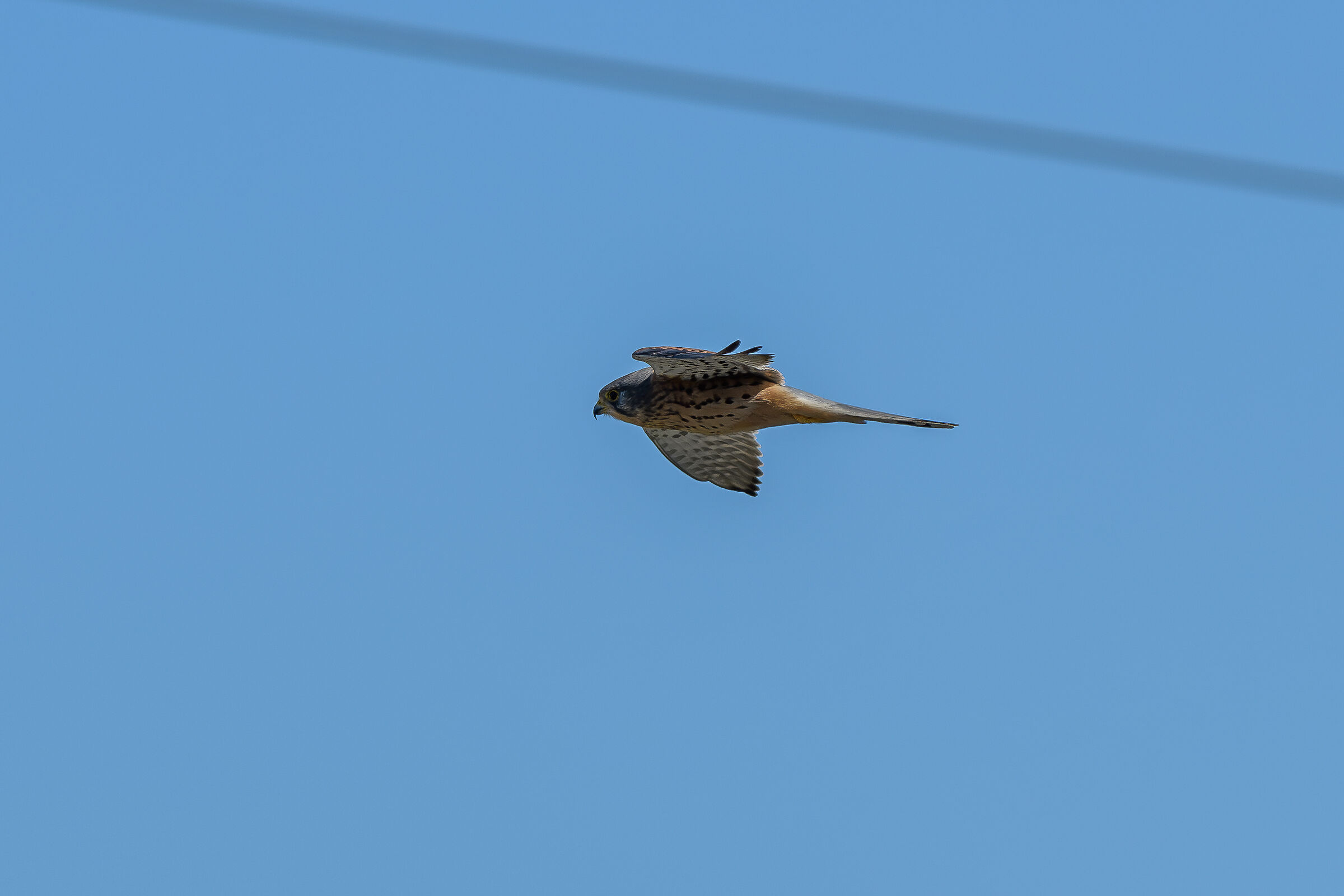Kestrel