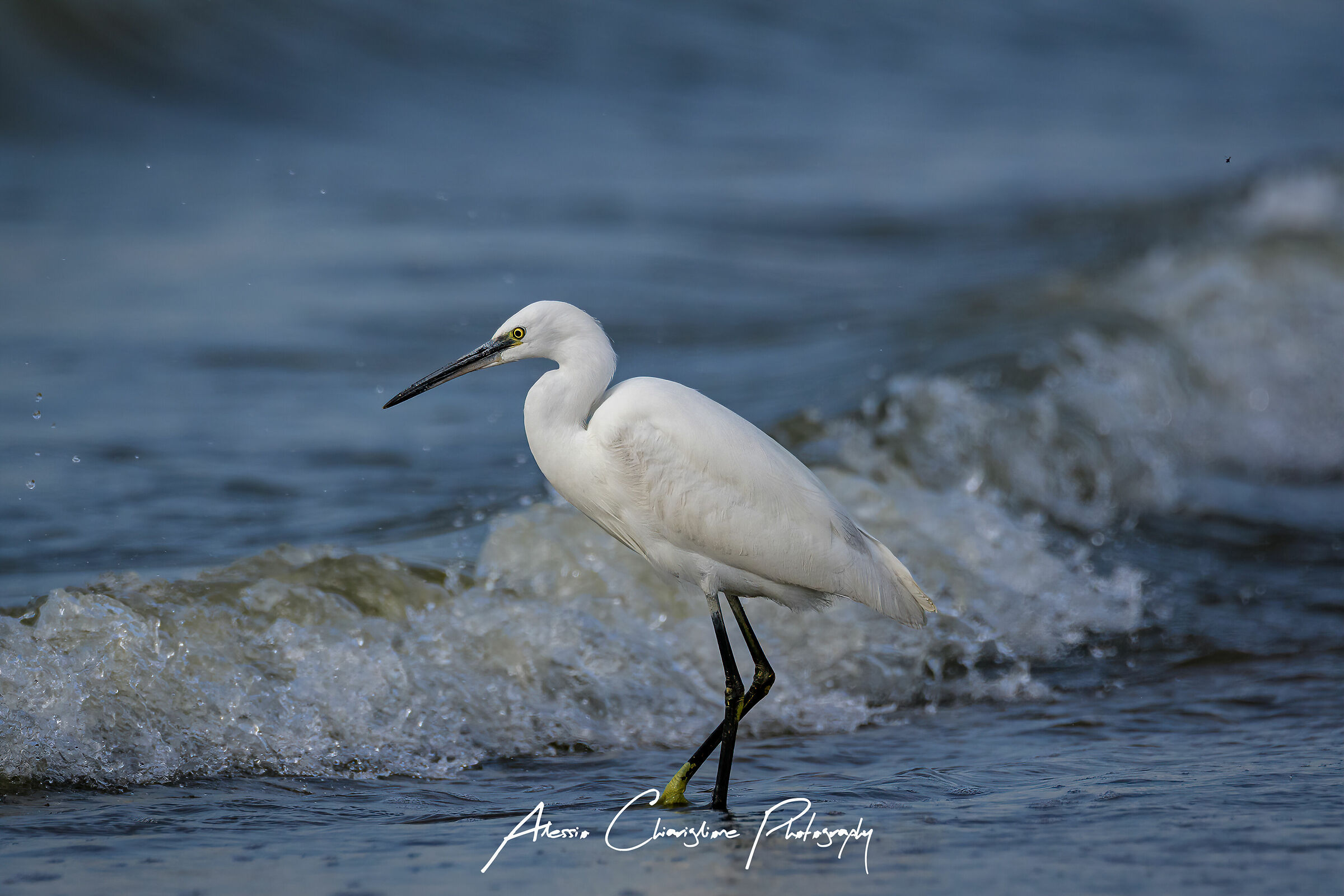 Egret hunting!