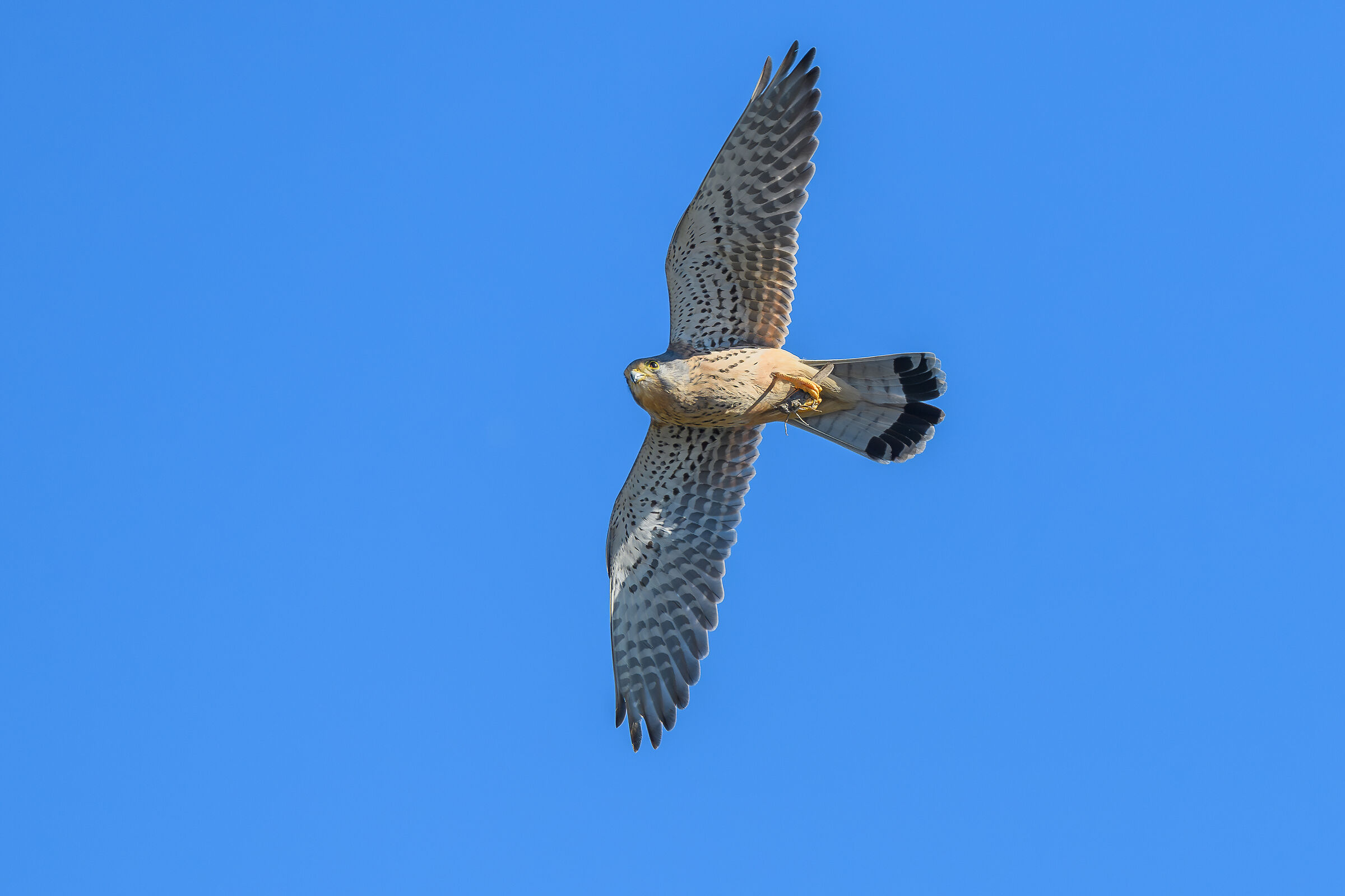 Kestrel