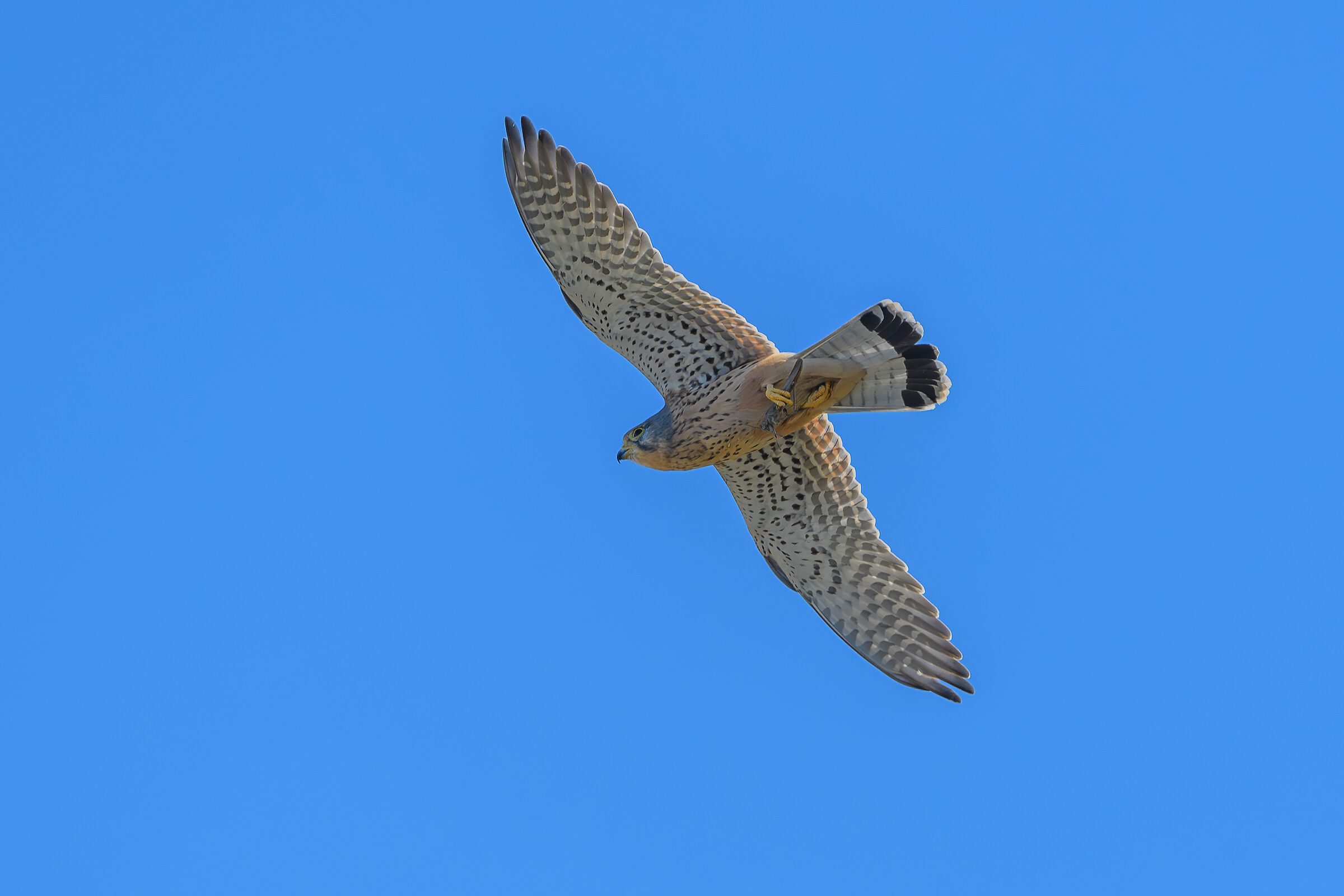Kestrel