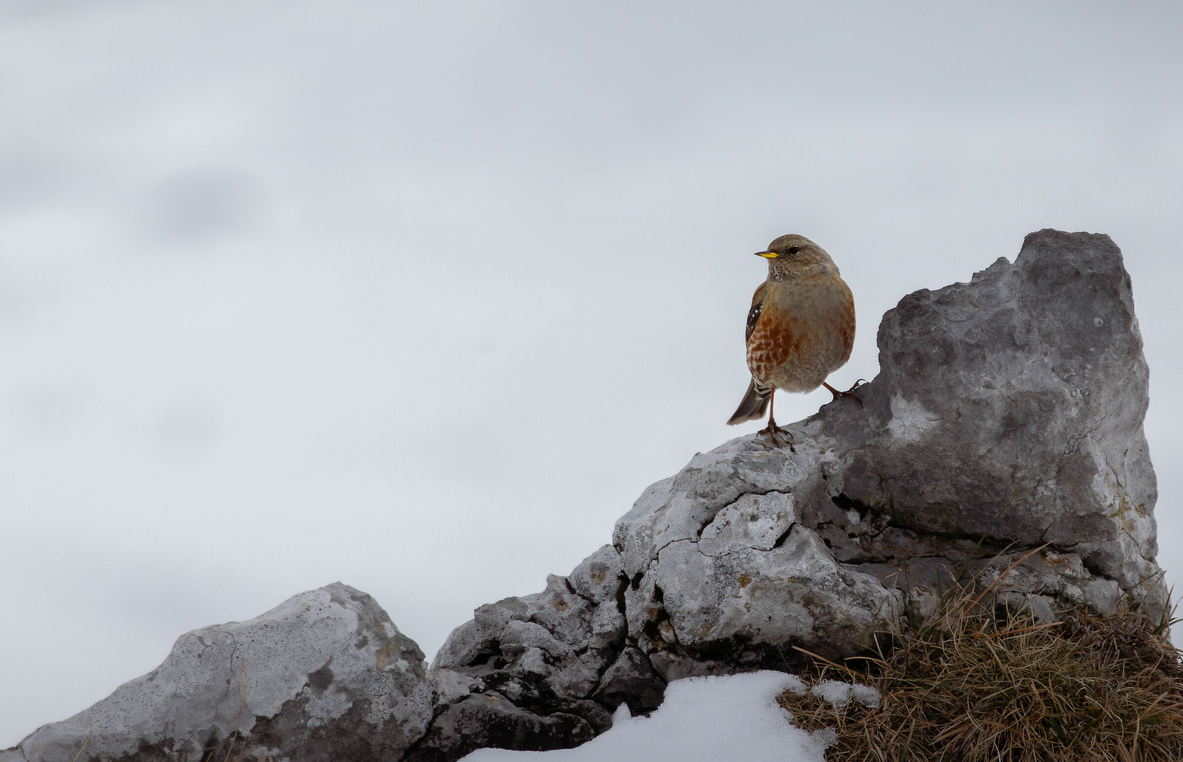 Sordone (Prunella collaris)