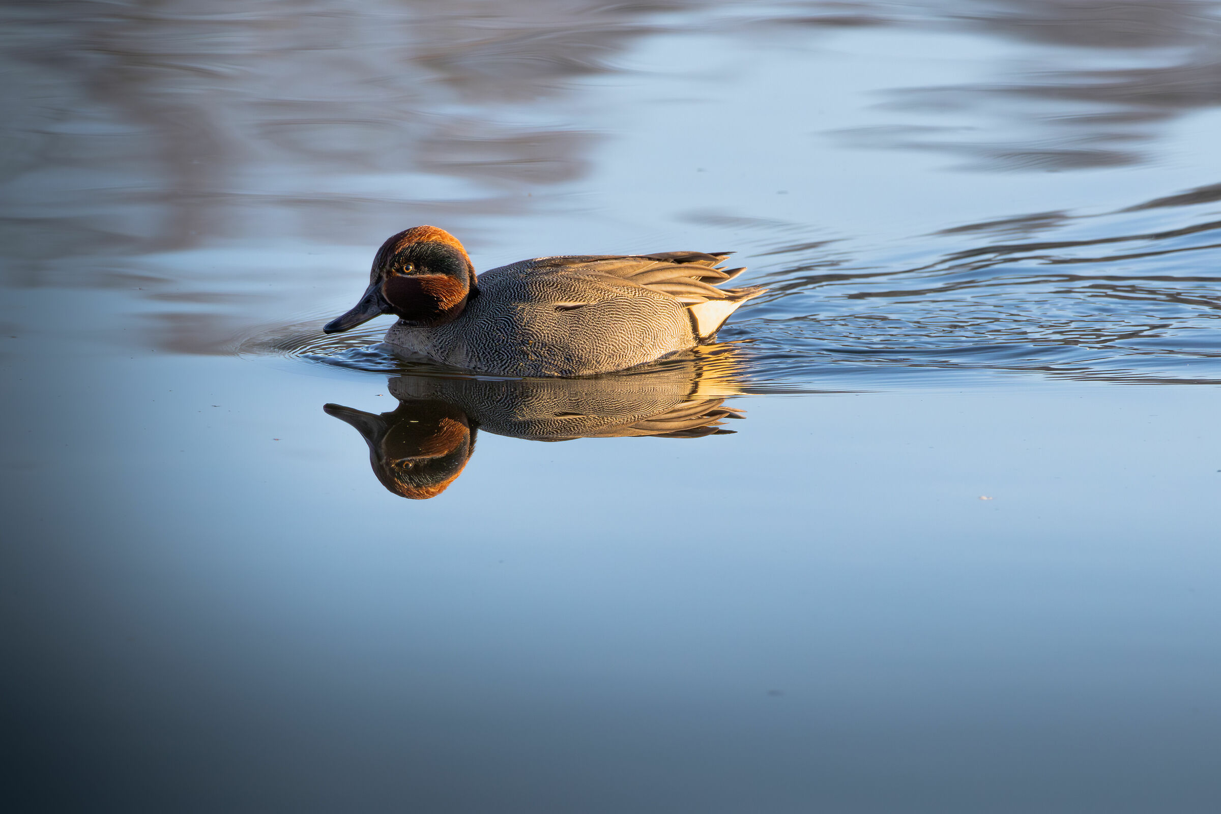 Alzavola (Anas cerca)