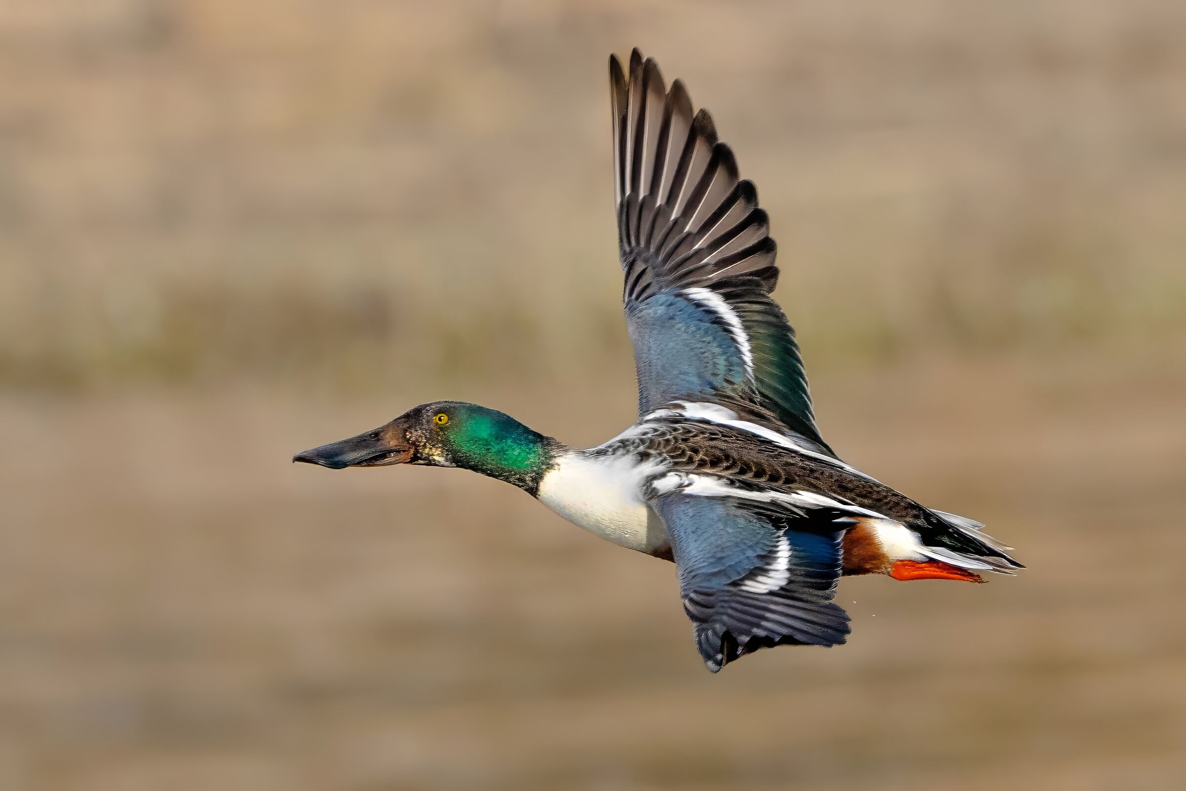 Shoveler (Spatula clypeata) male