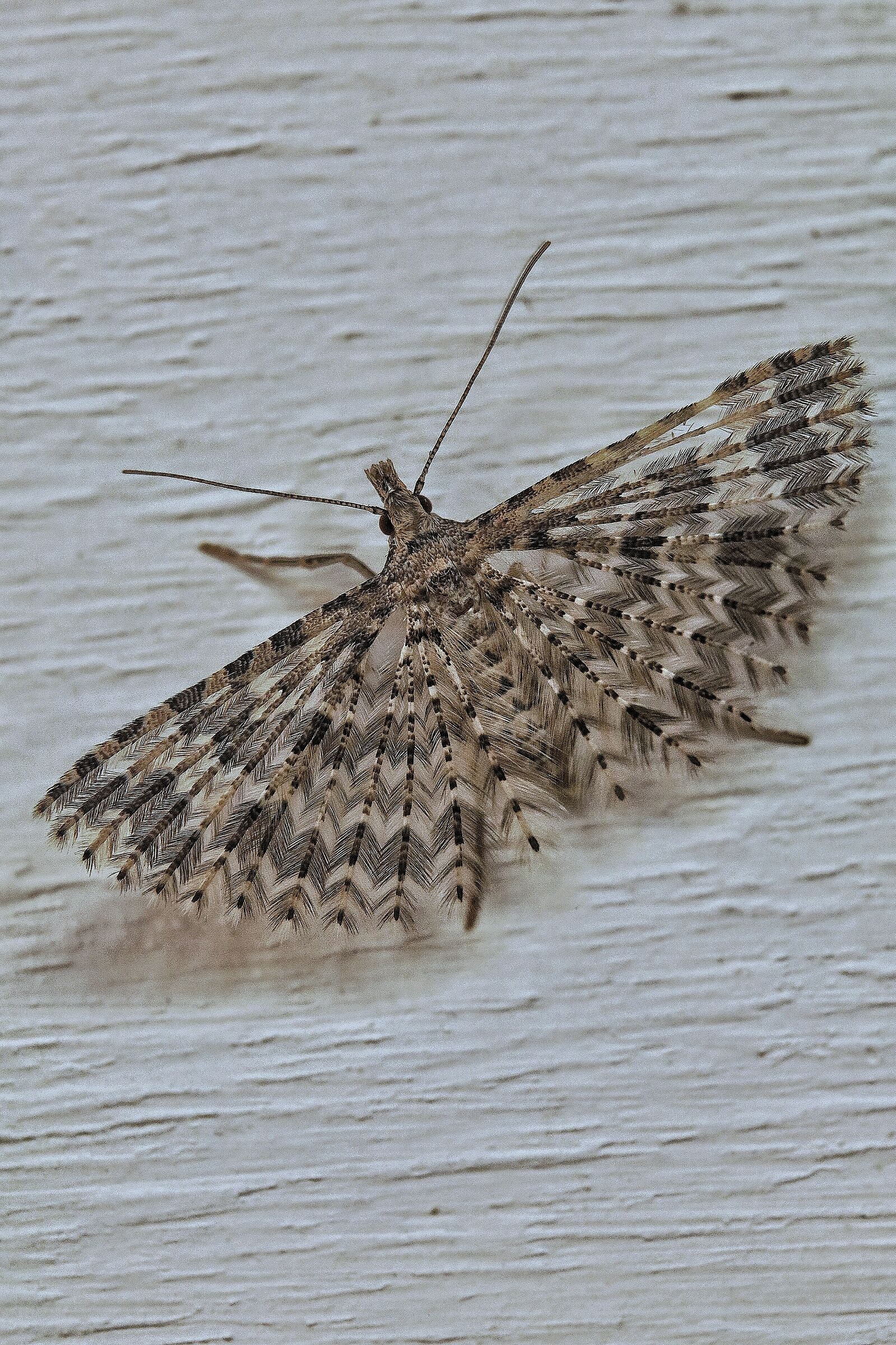 Alucita hexadactyla