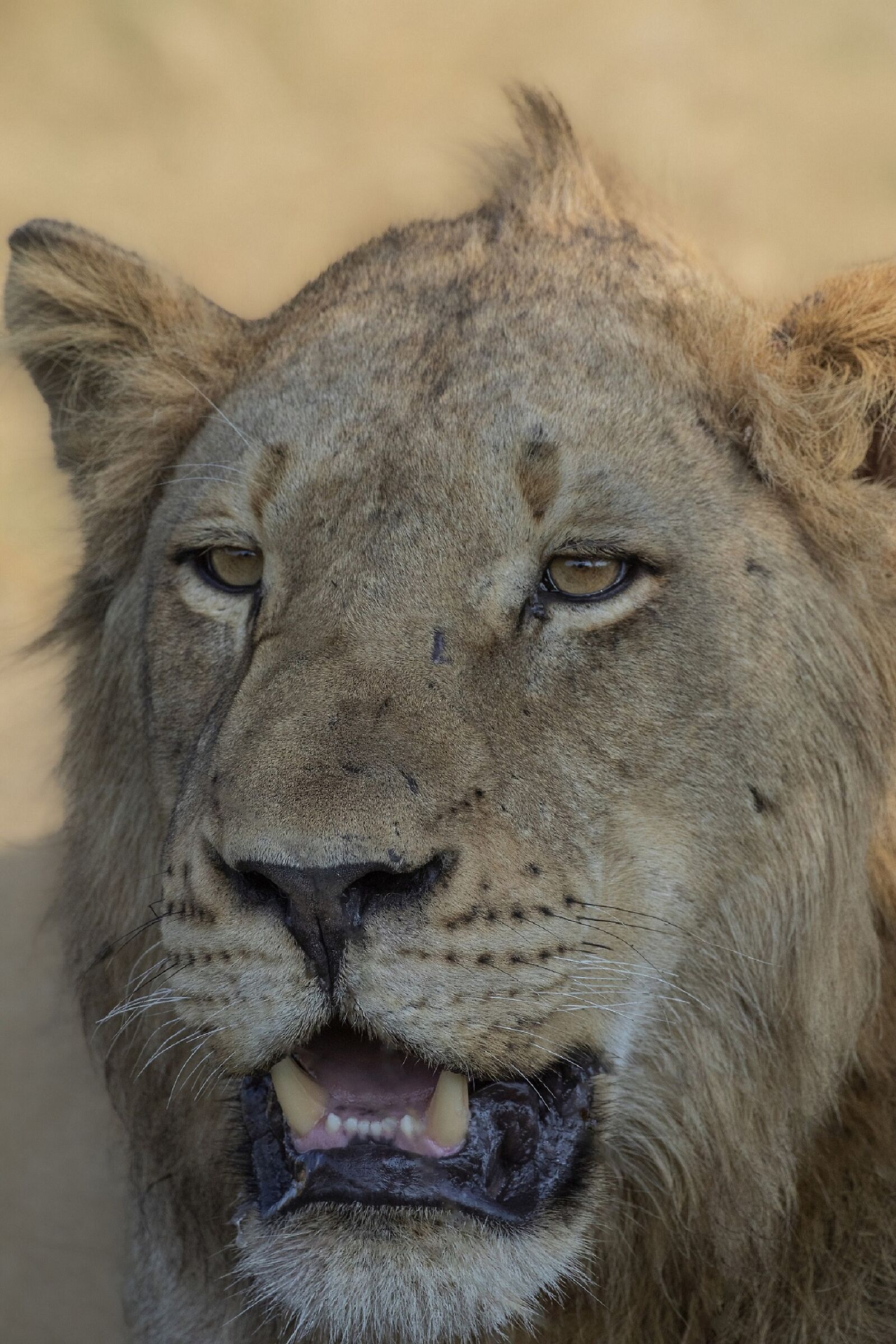 Ritratto giovane leone