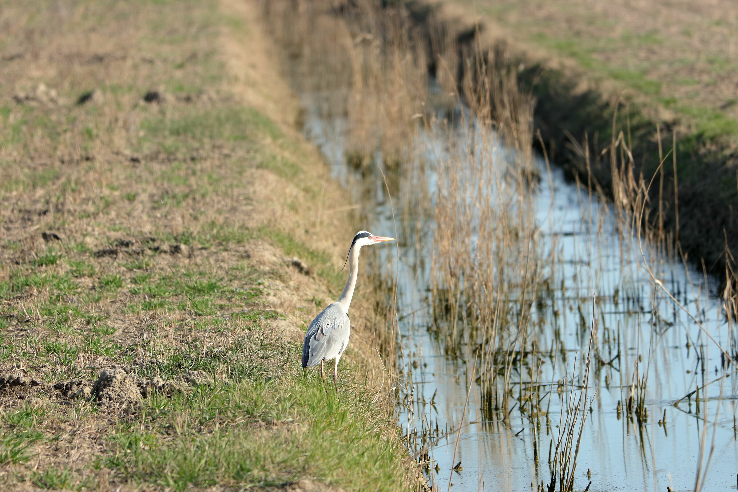 Grey heron