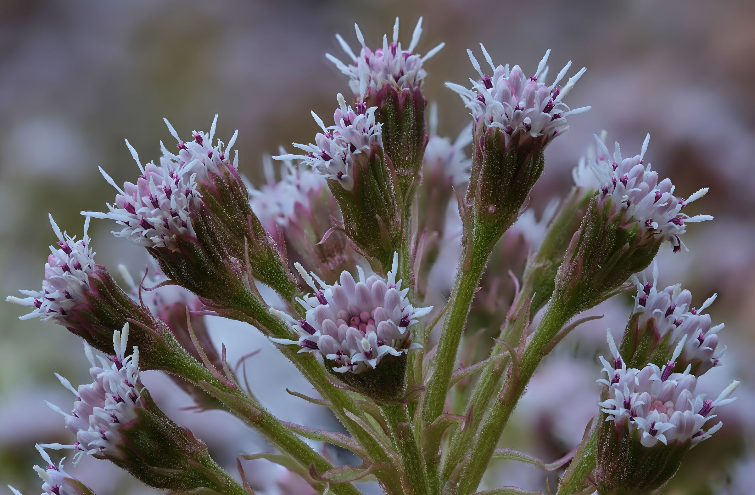 Pink & White/Stacked 40 Photos.