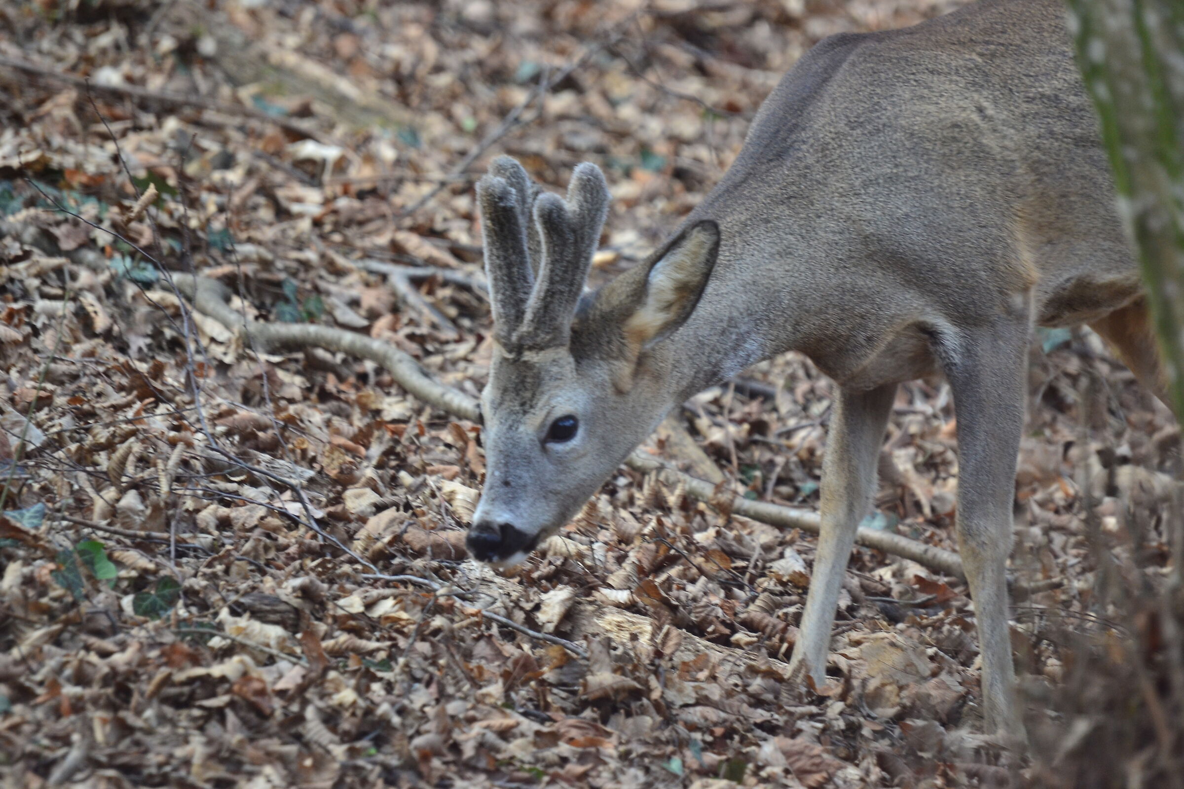 Male roe deer with new antlers, from the balcony of the hous...