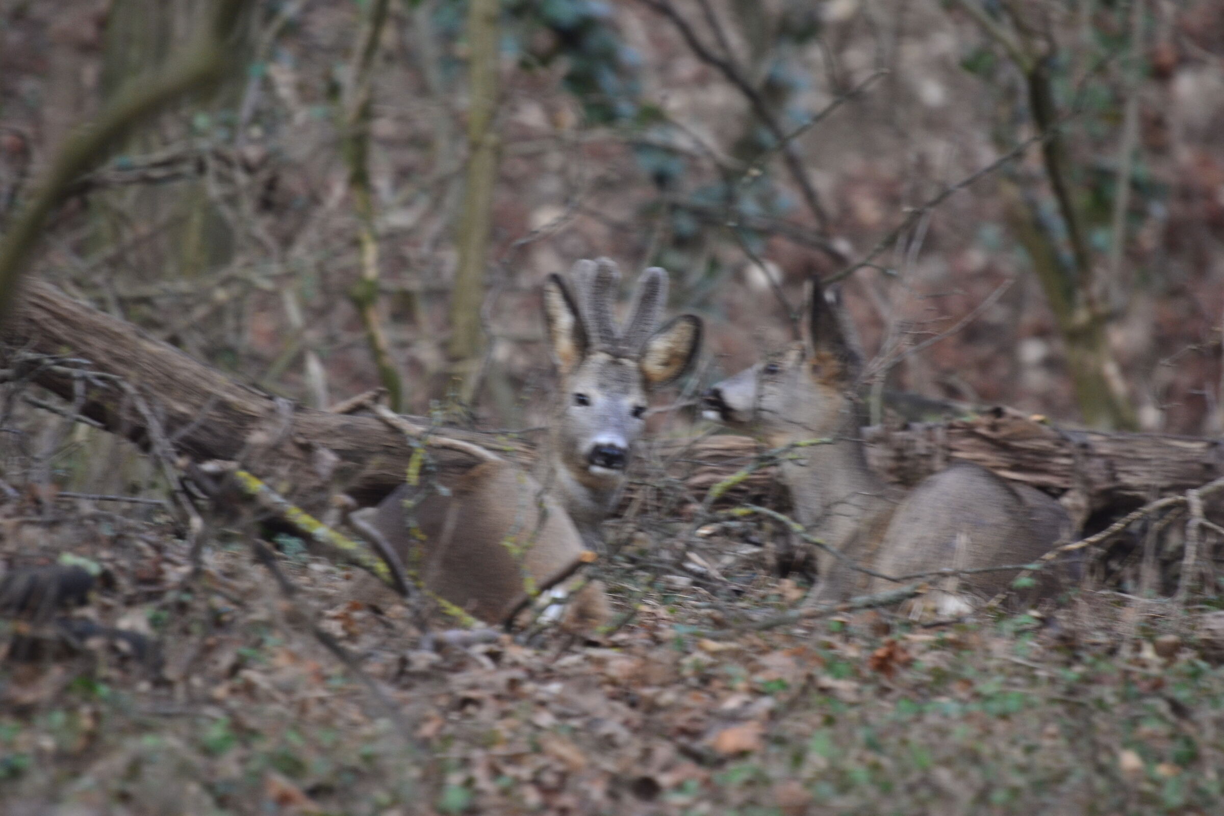 Coppia di caprioli nel bosco di casa