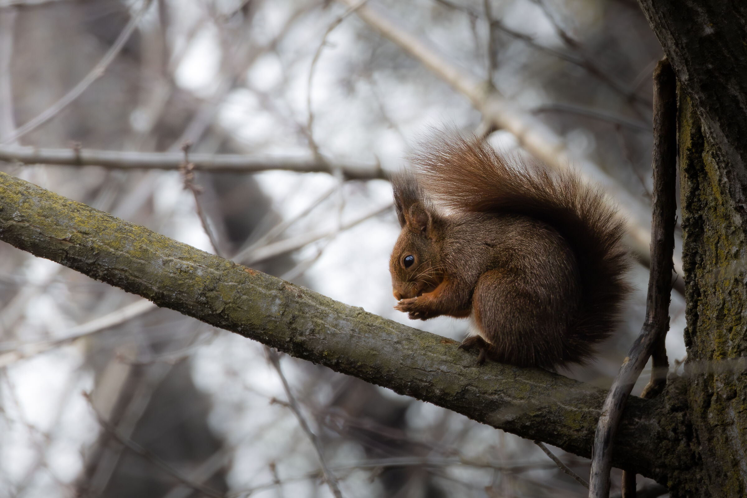 Scoiattolo rosso (Sciurus vulgaris)