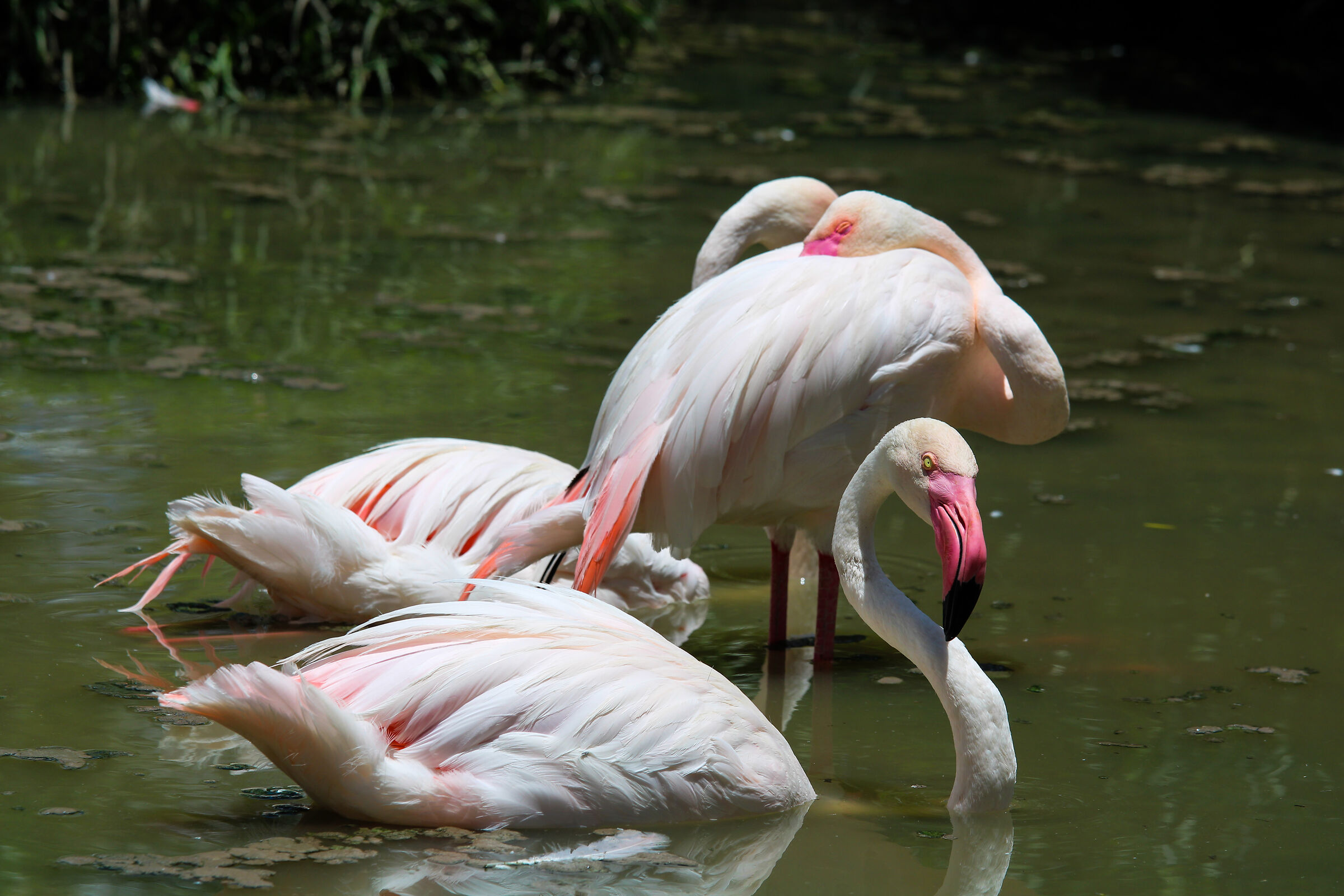 Fenicotteri del Mount Etjo