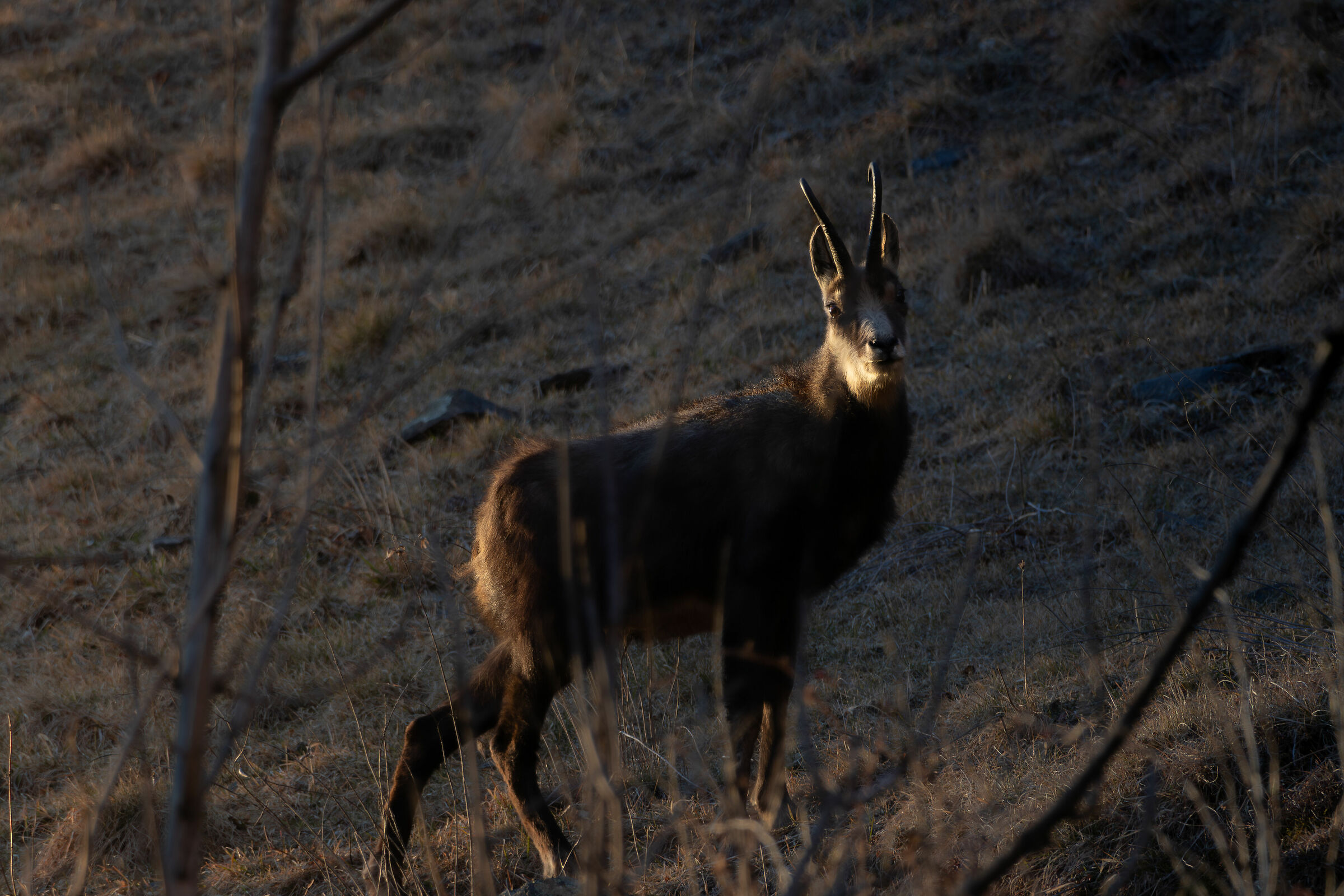 Camoscio alpino (Rupicapra rupicapra)