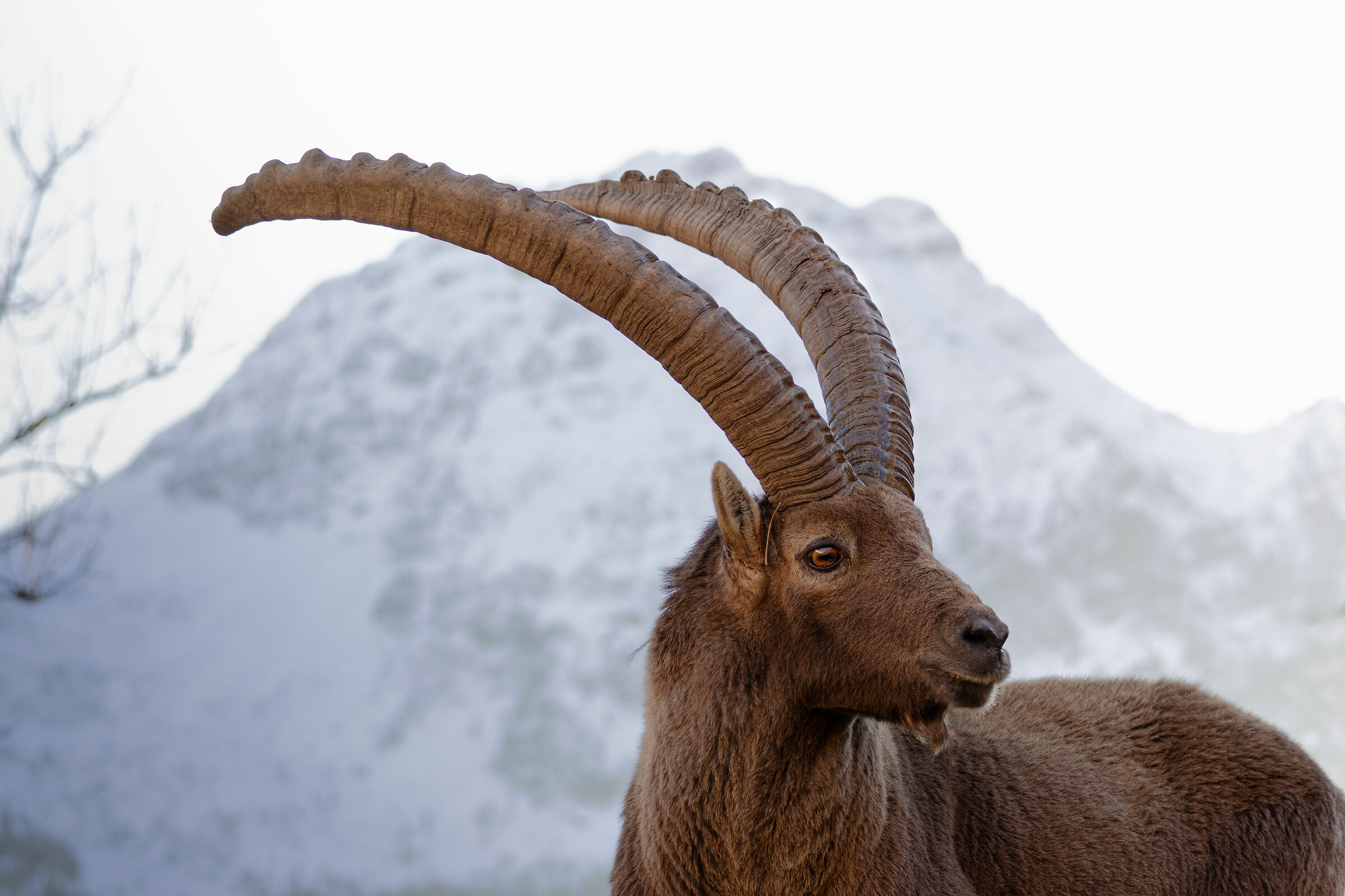 Stambecco delle alpi (Capra ibex)