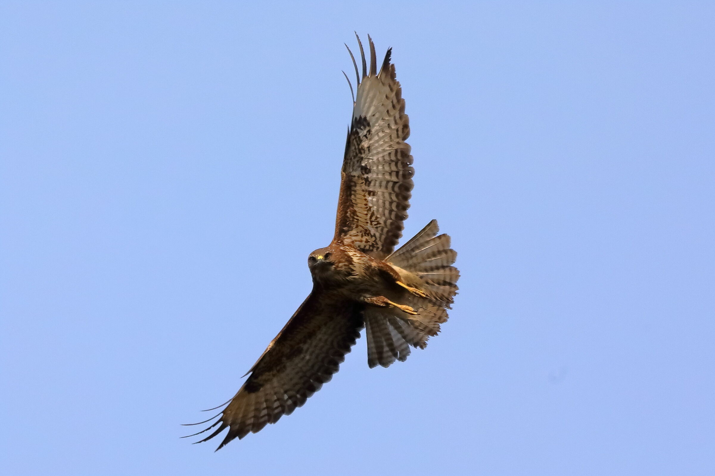 Buzzard