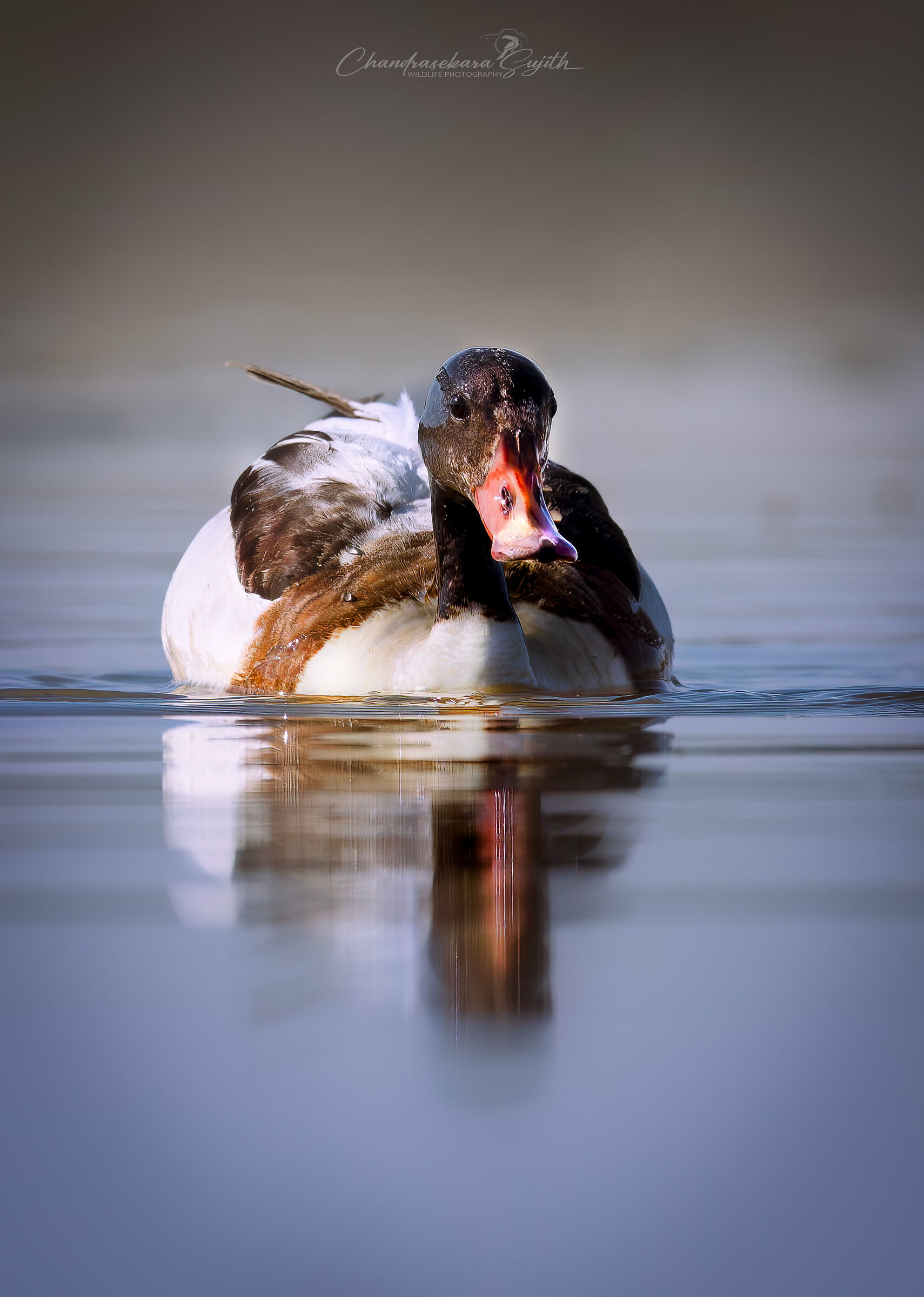 common shelduck