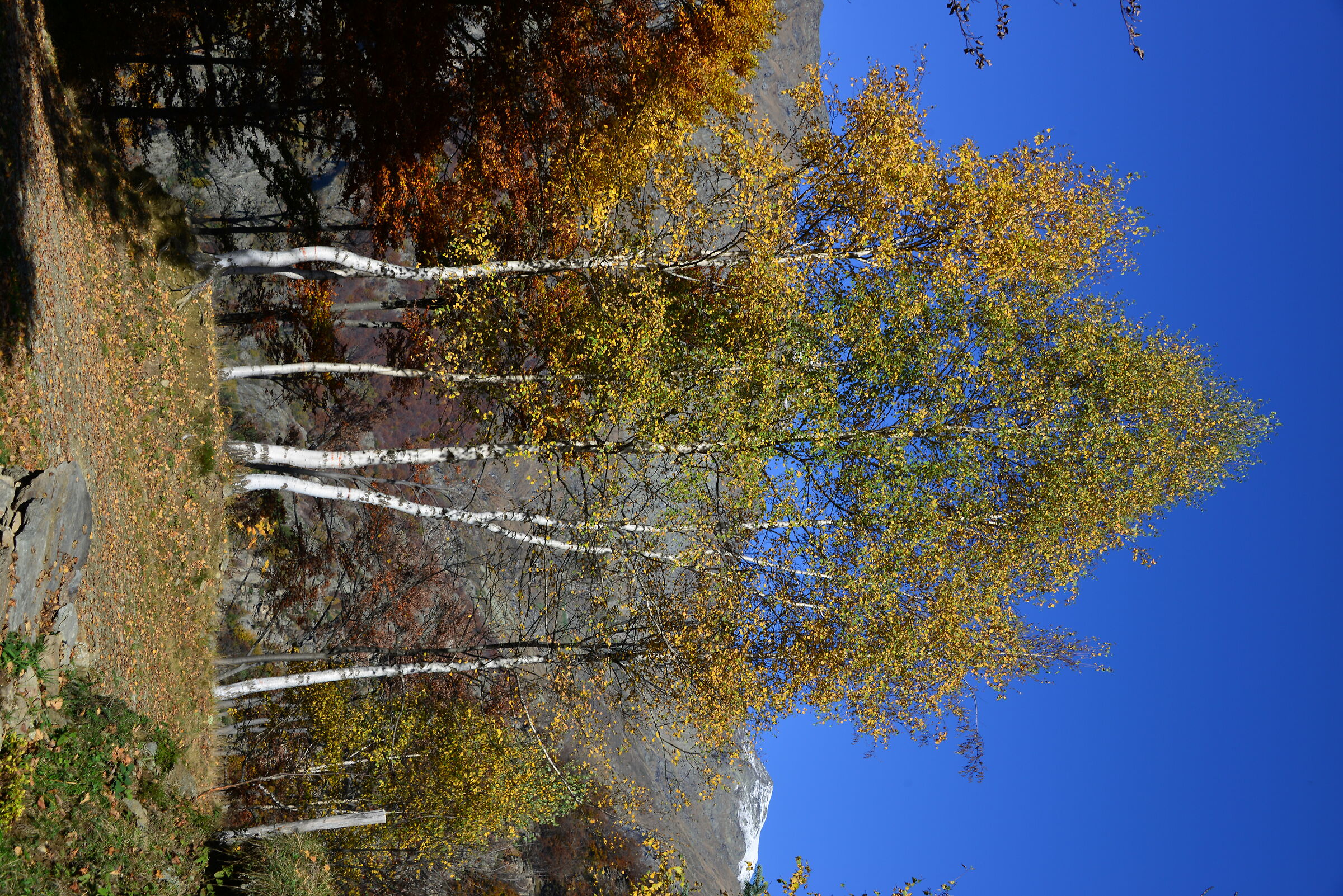 Autumn