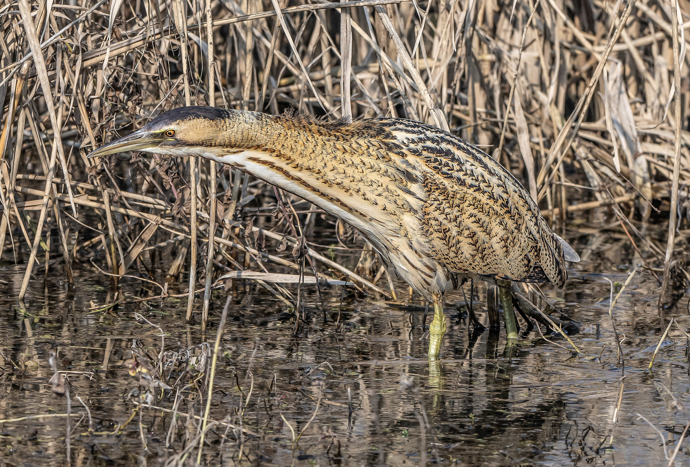 Bittern