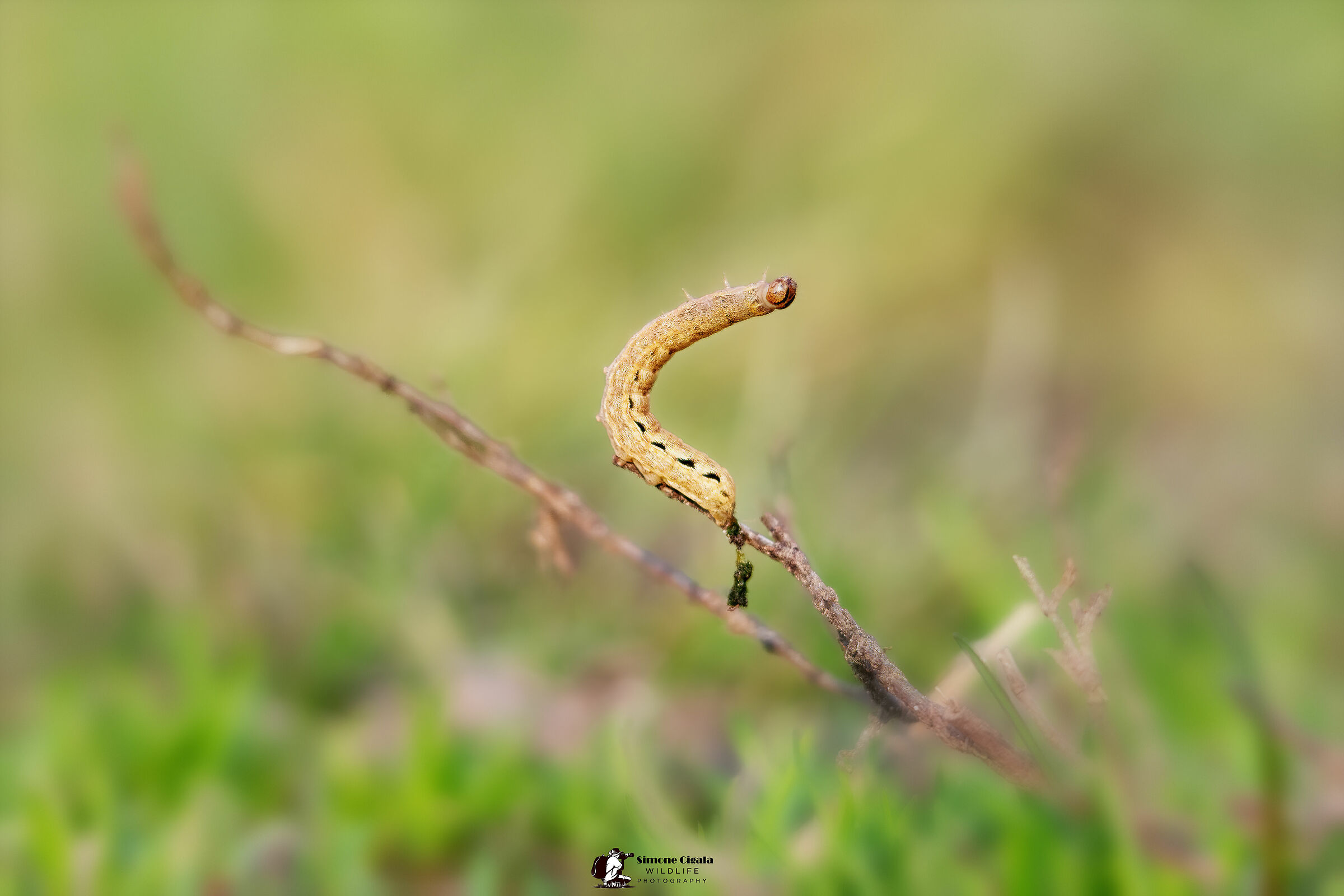 "I'm giving birth in the sun"