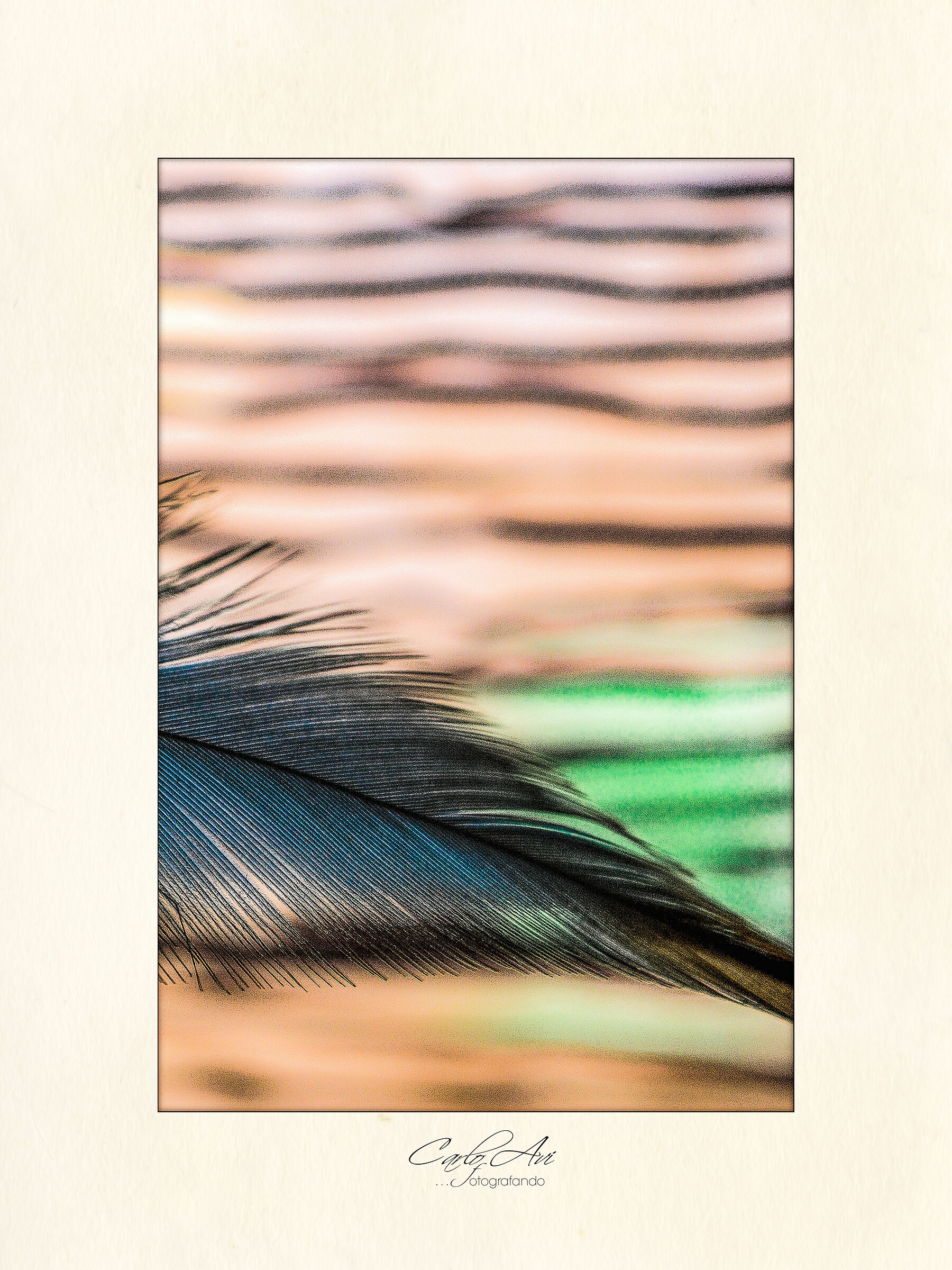 Dream Catcher: rime per un sogno