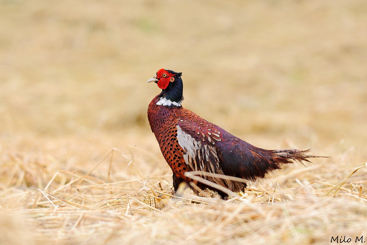 Fagiano maschio sgargiante