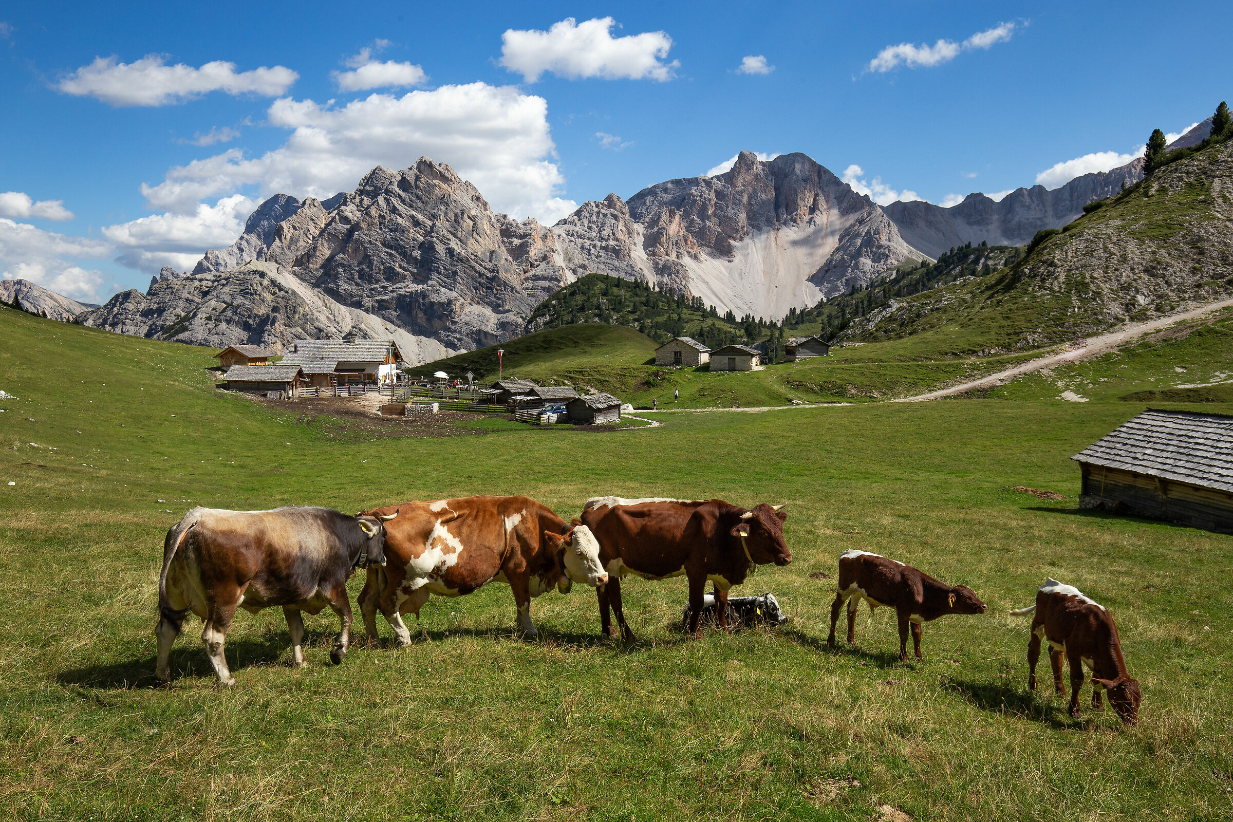 Mucche in posa alla Croda del Becco