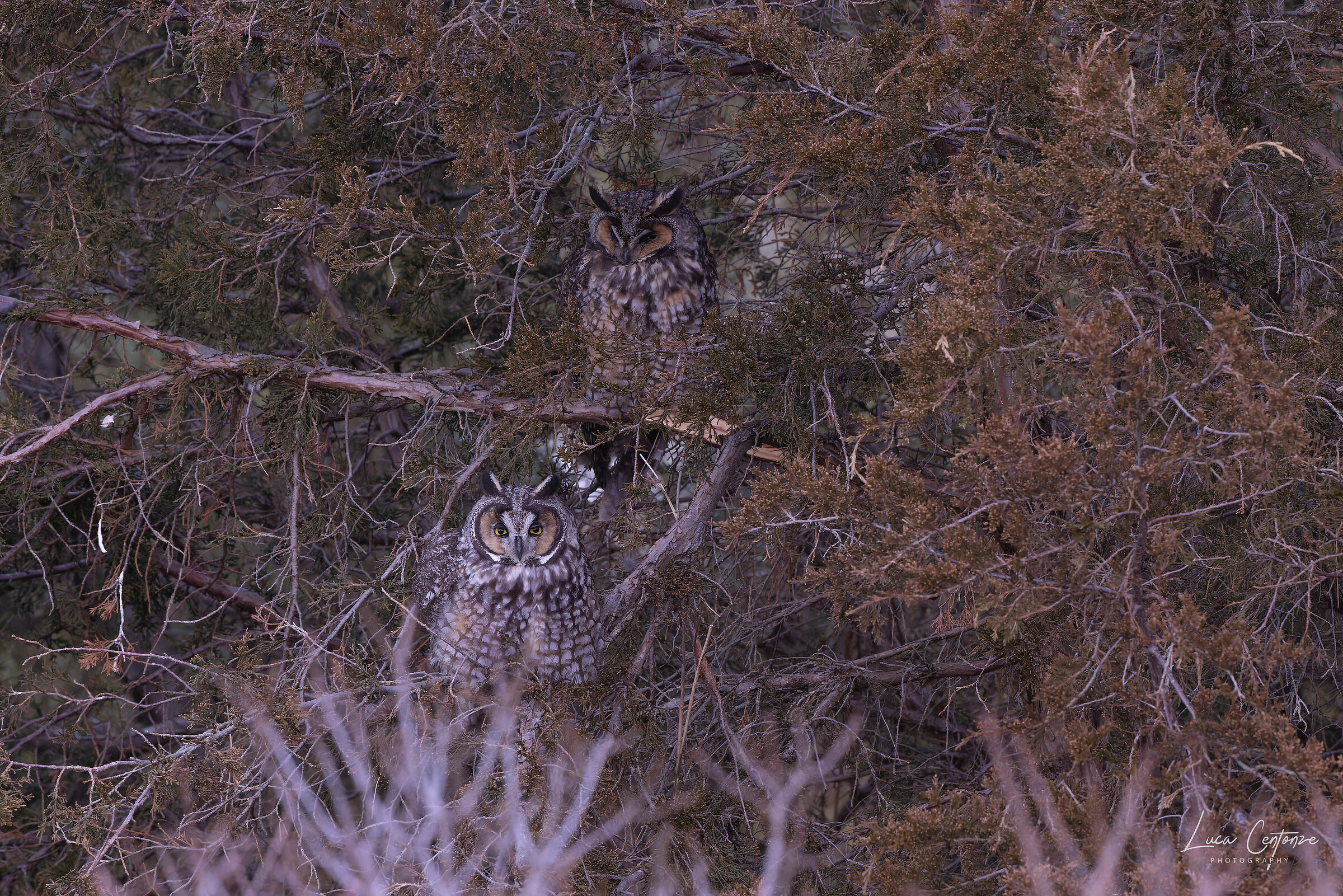 The Magnificent Couple (Asio Otus)