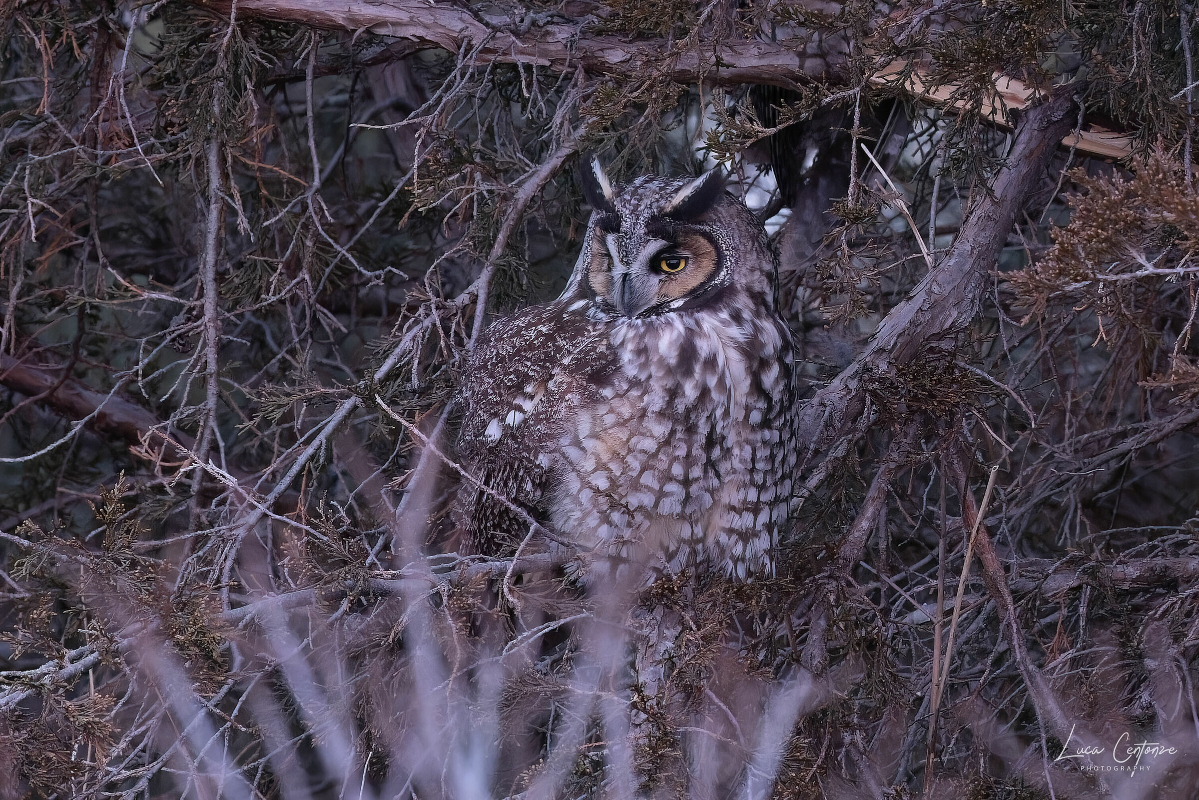 Long-Eared Owl (Asio Otus)