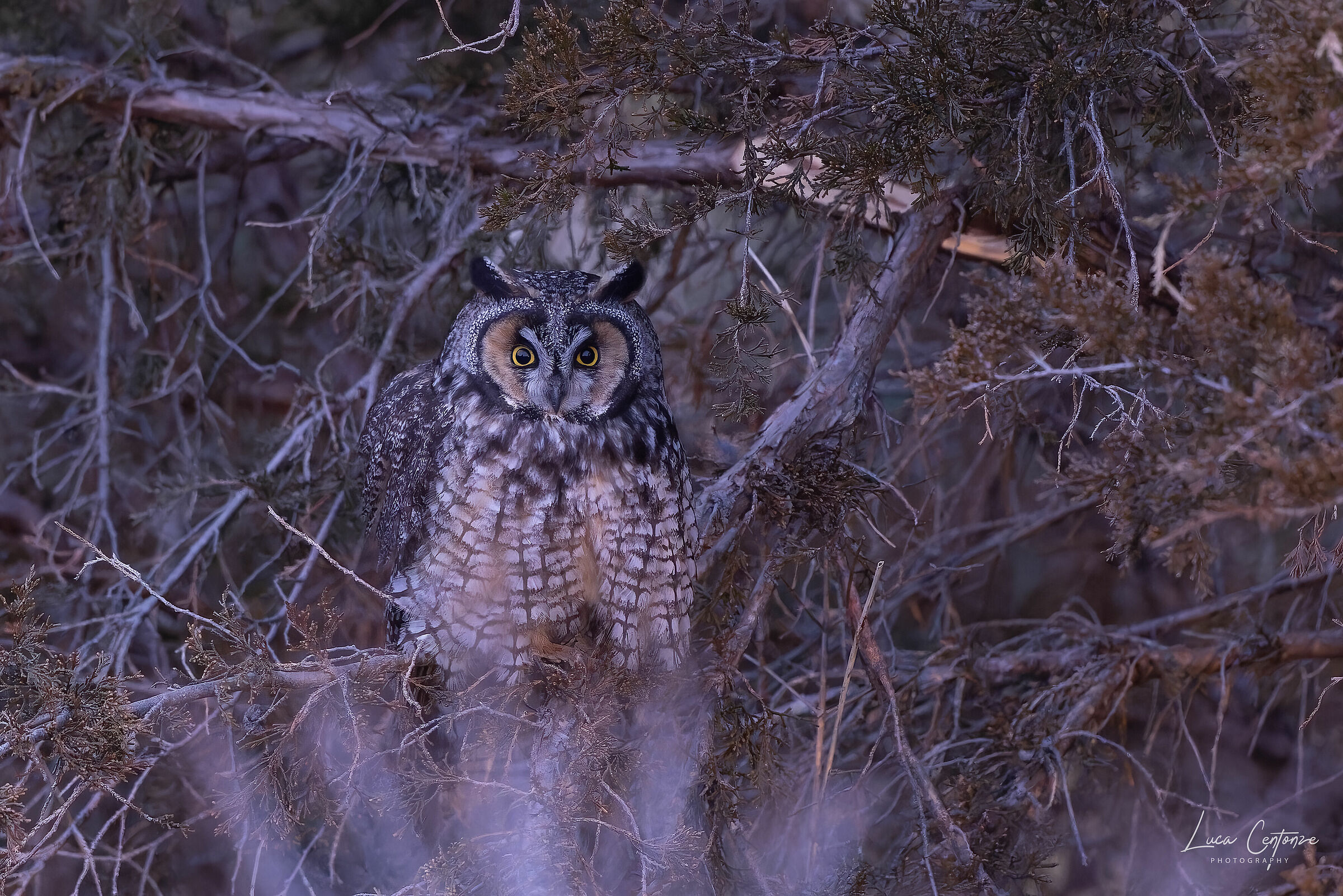 Long-Eared Owl (Asio Otus)