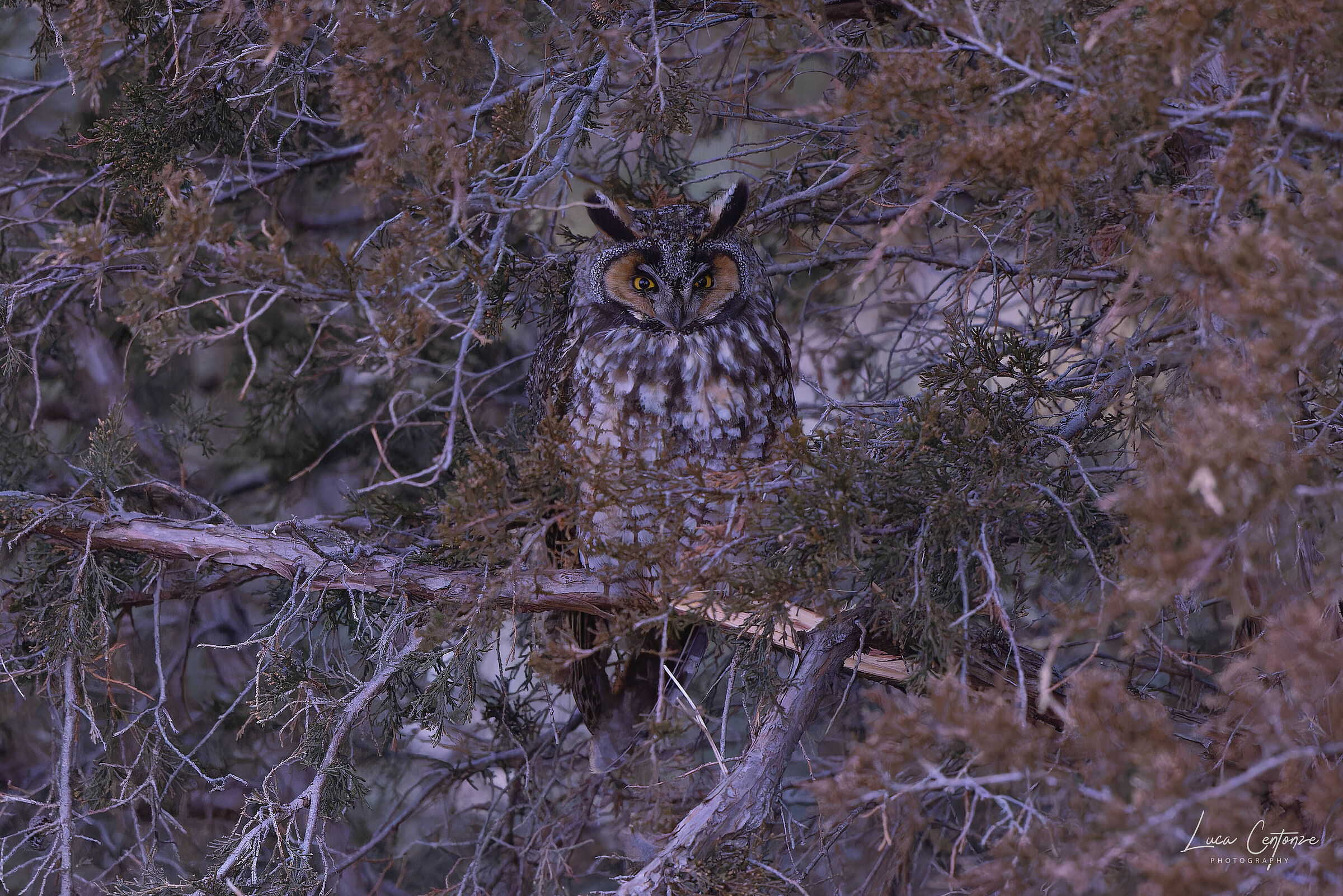 Long-Eared Owl (Asio Otus)