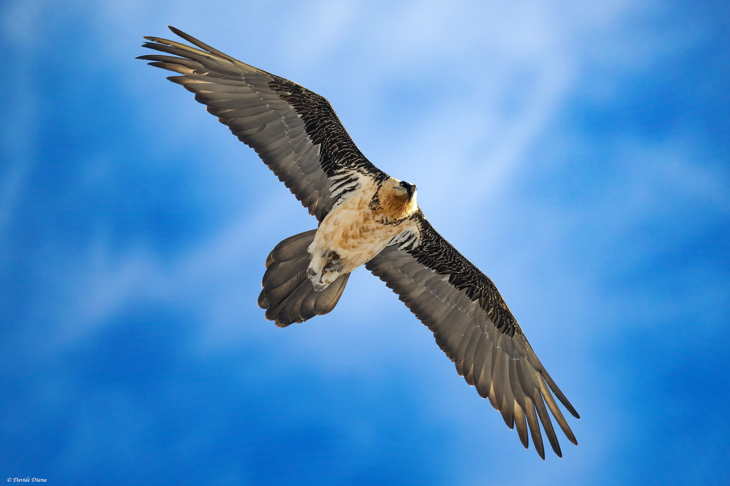Gypaetus barbatus - Gran Paradiso National Park