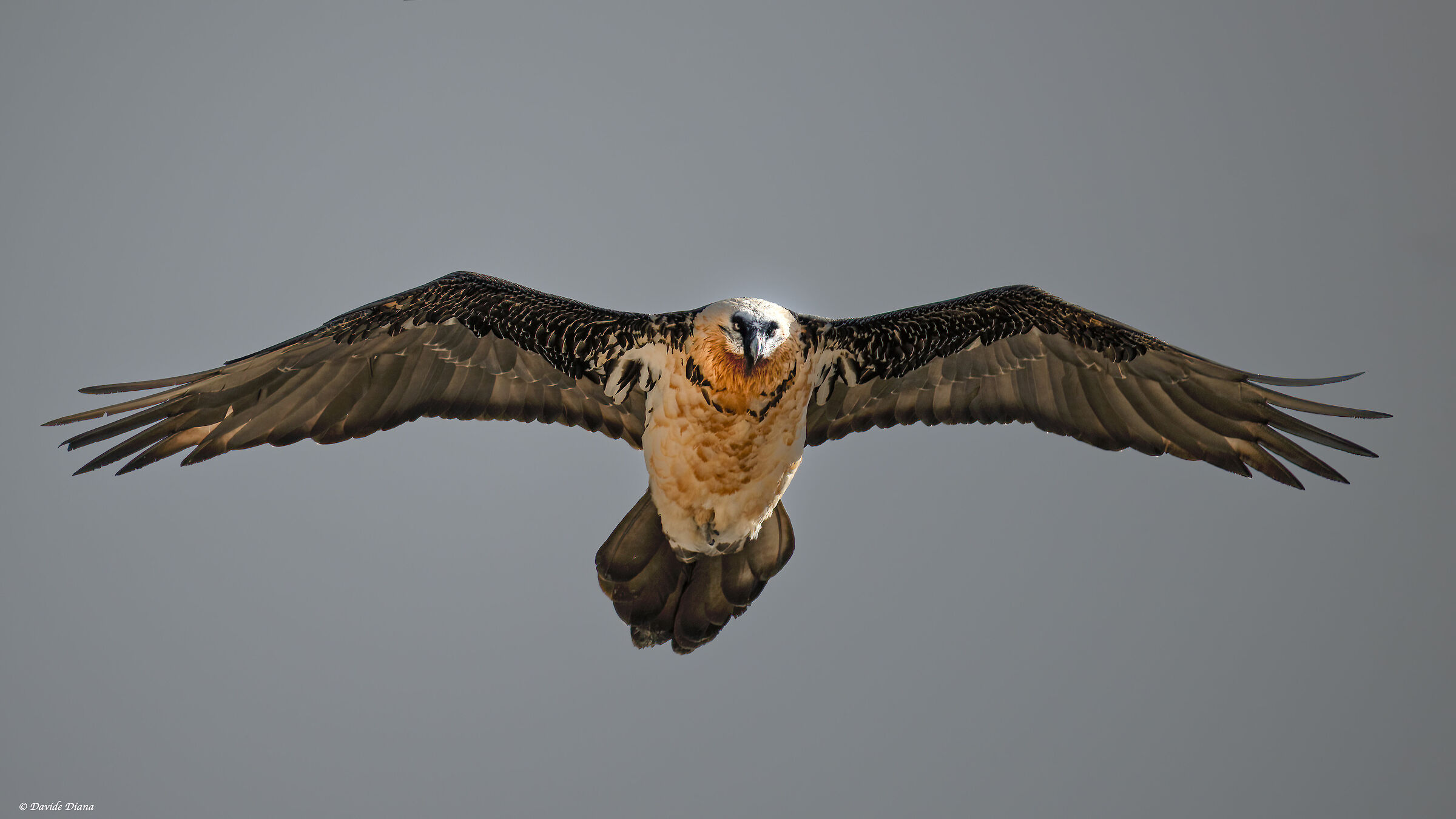 Gypaetus barbatus - Gran Paradiso National Park