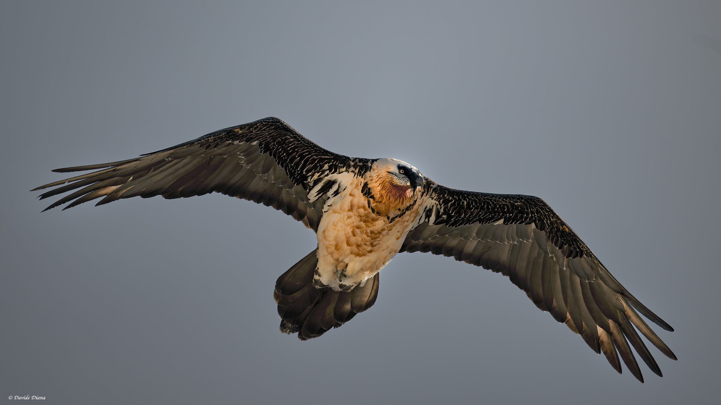Gypaetus barbatus - Gran Paradiso National Park