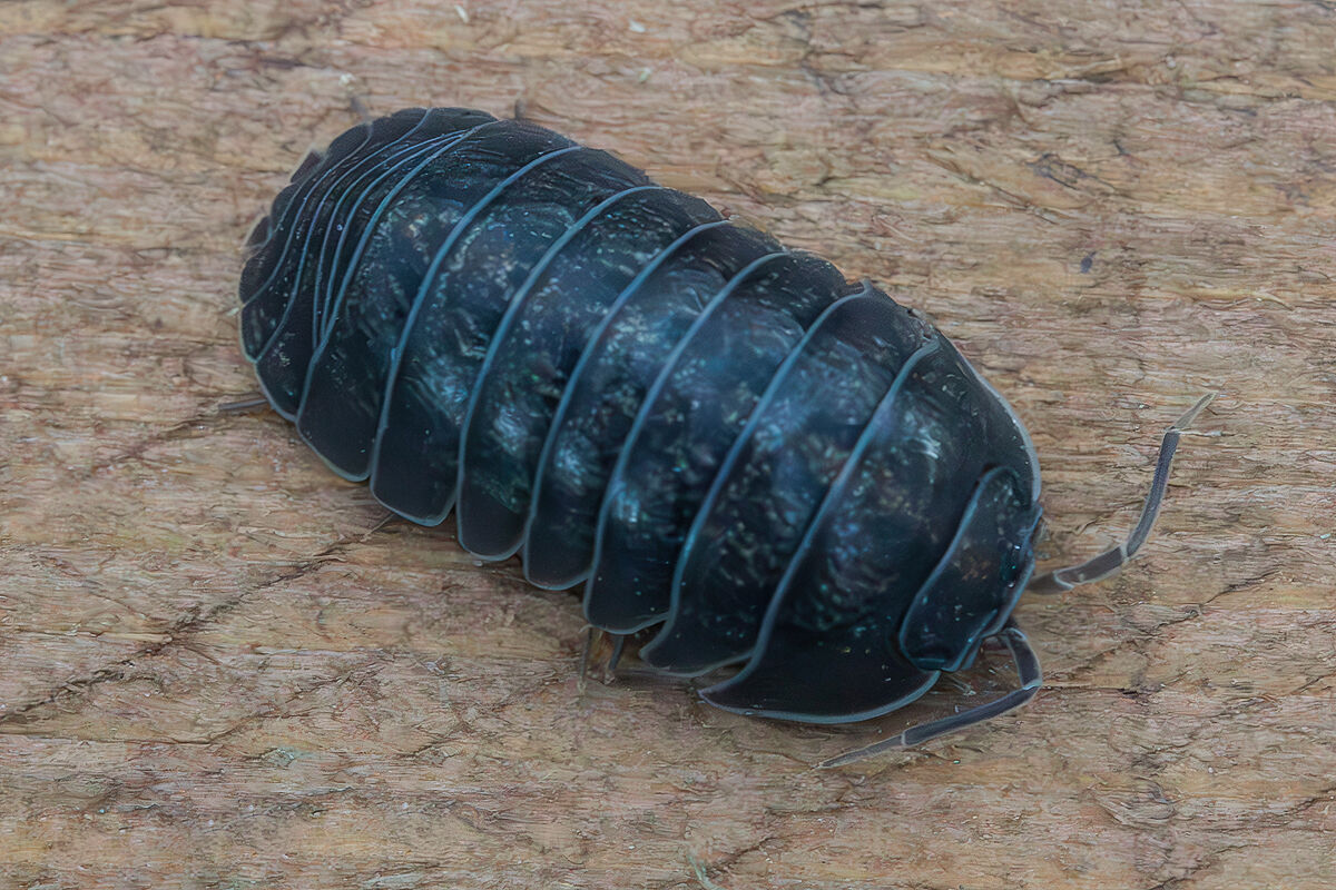 Armadillidium sp.