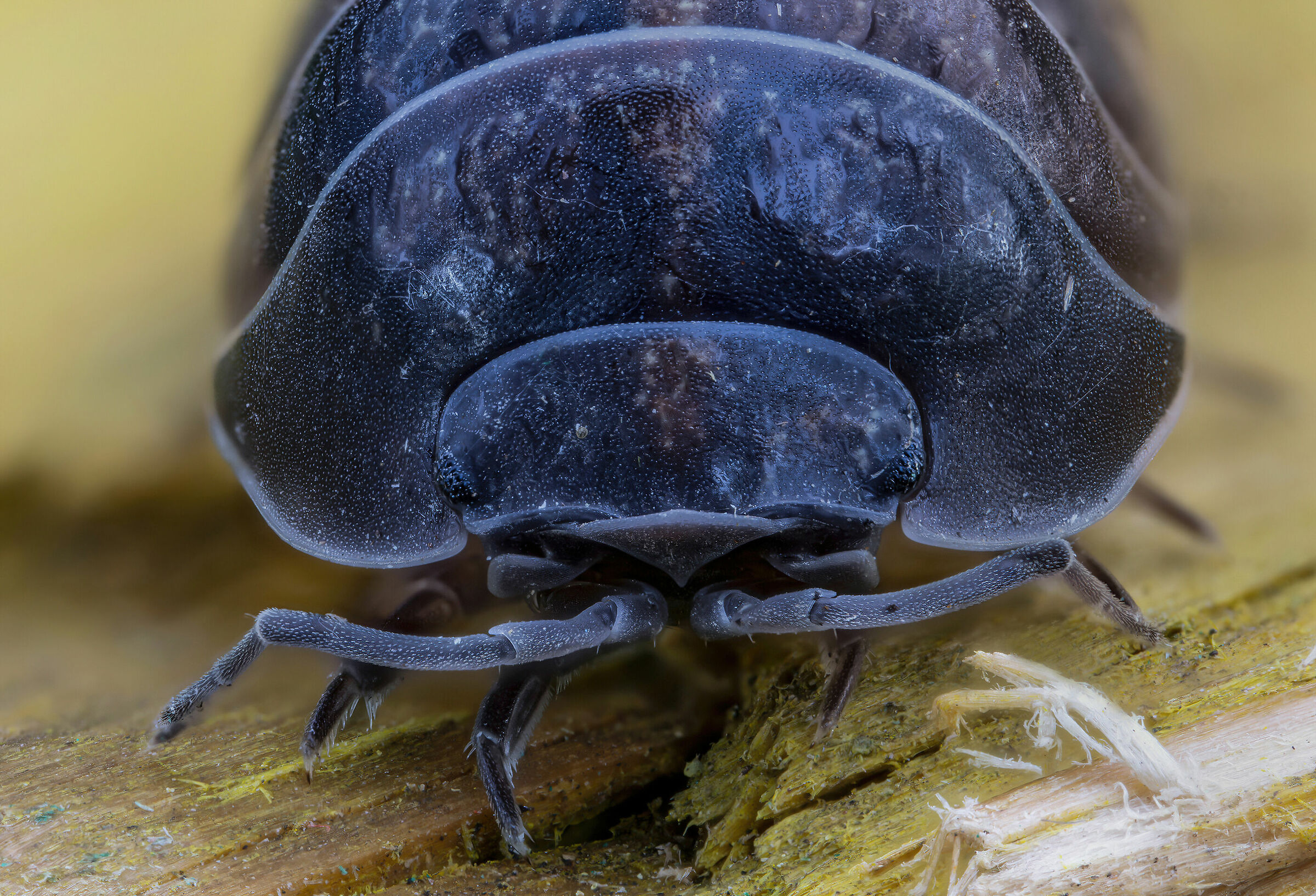 Armadillidium sp.