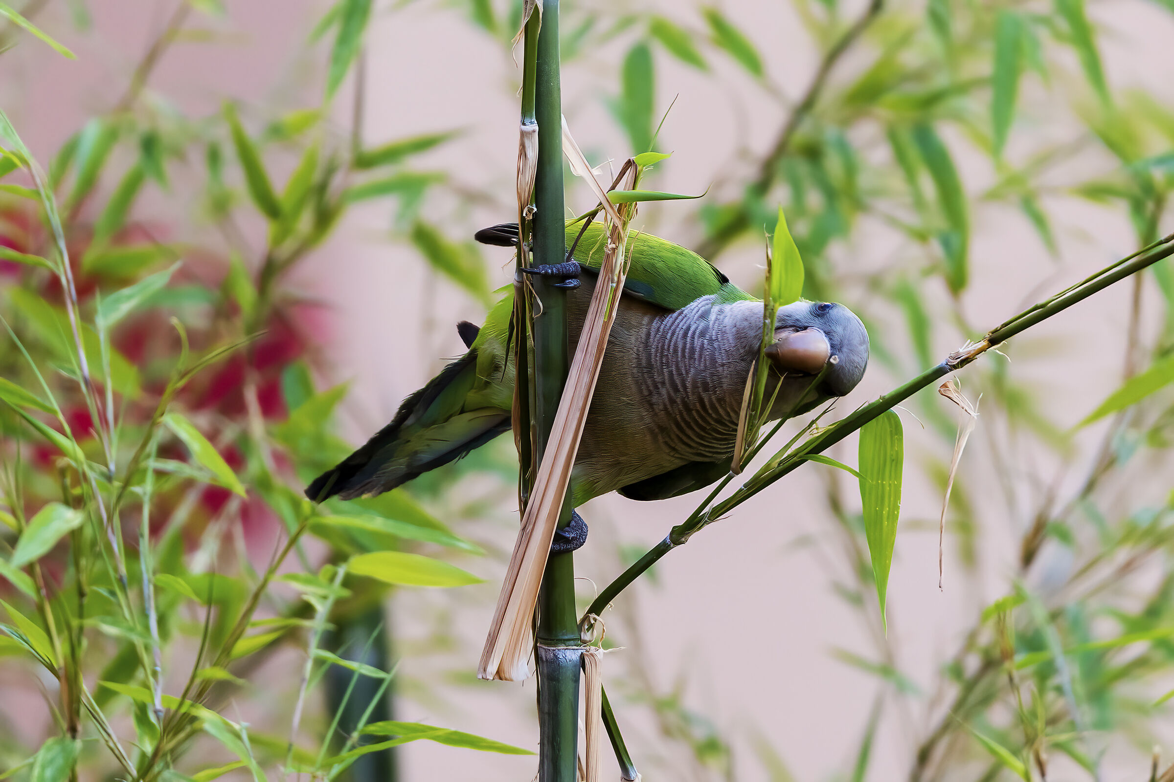 Parrocchetto monaco...