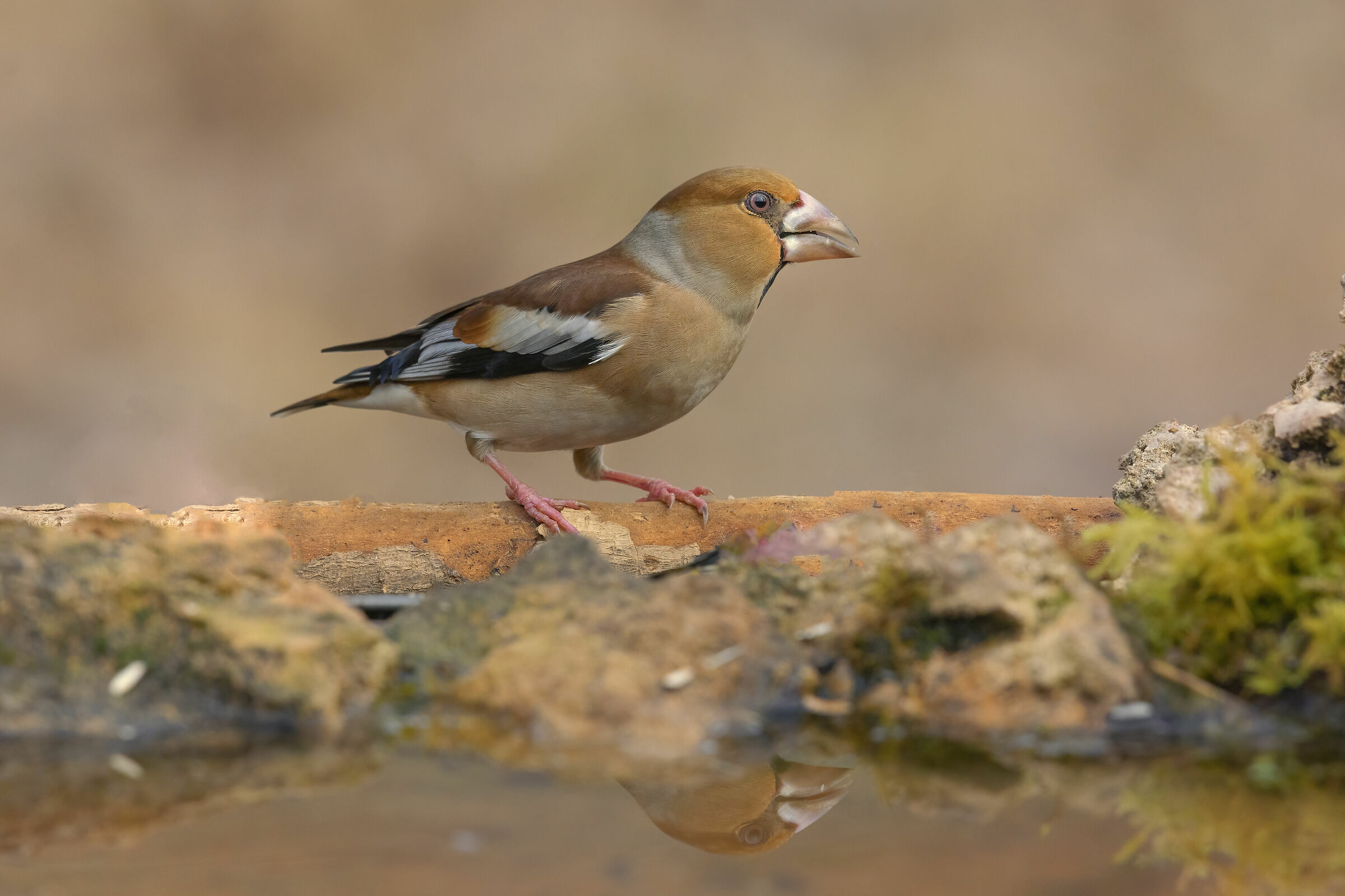 Hawfinch