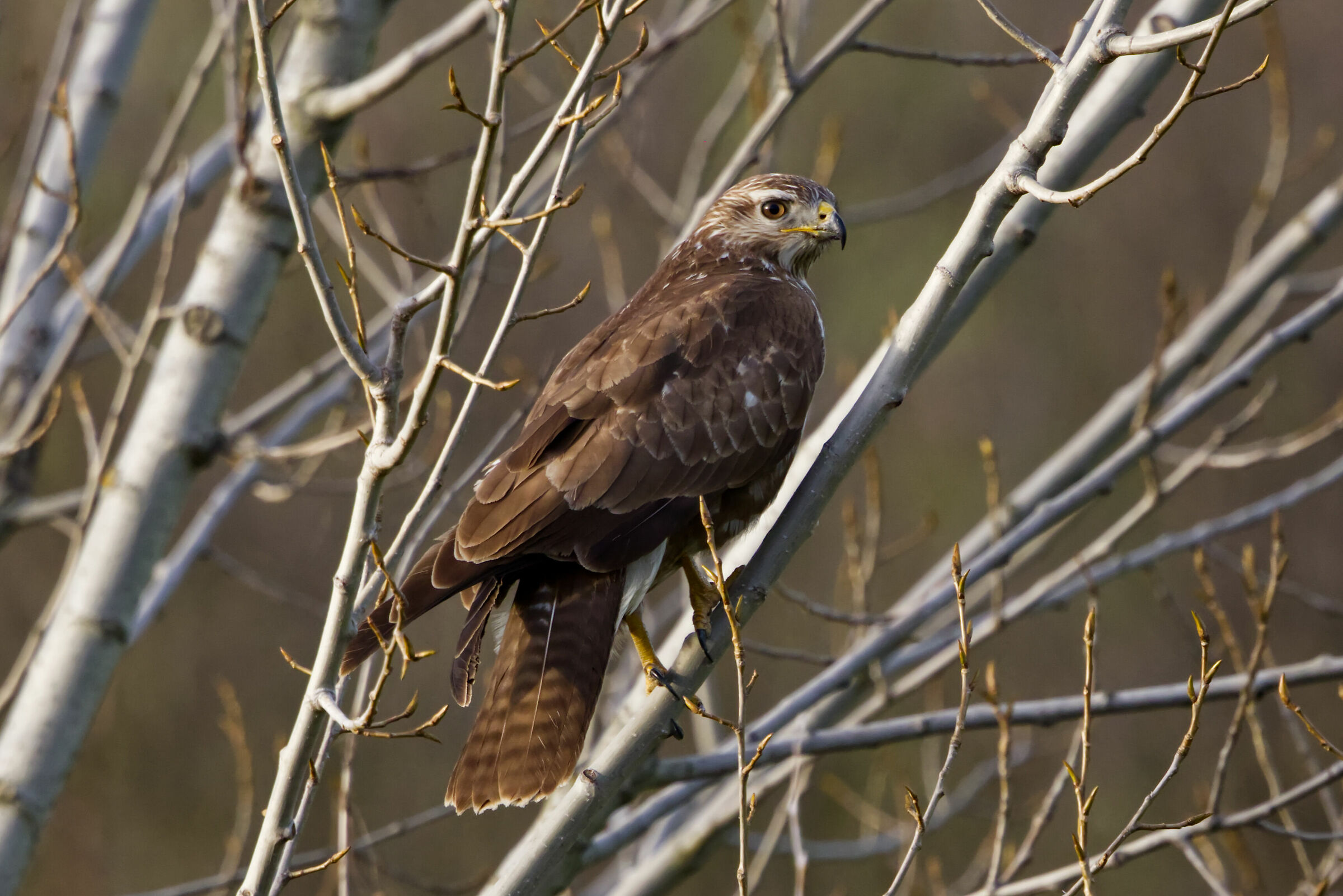 Buzzard and first shot with RF 100-500