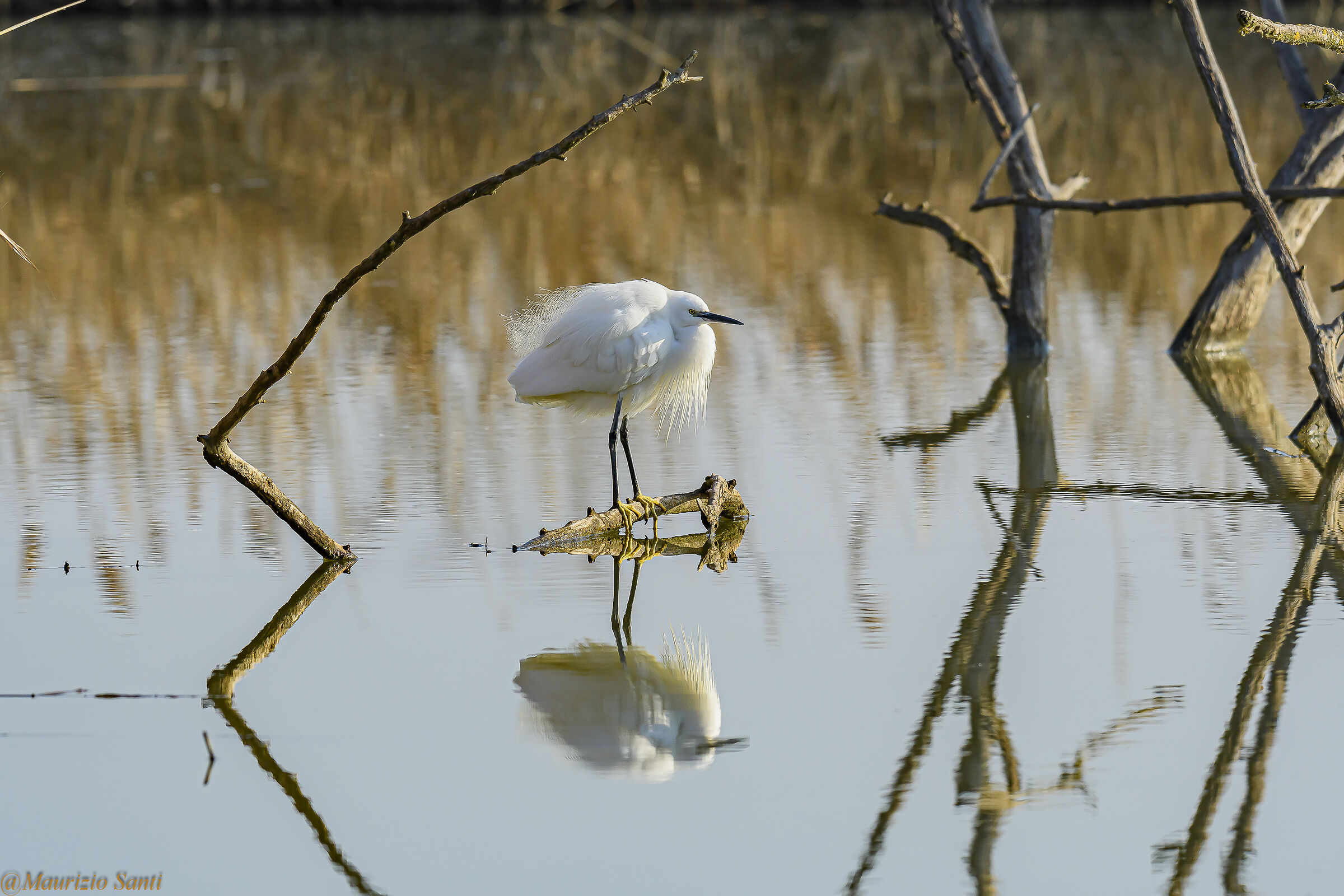 Involo della garzetta