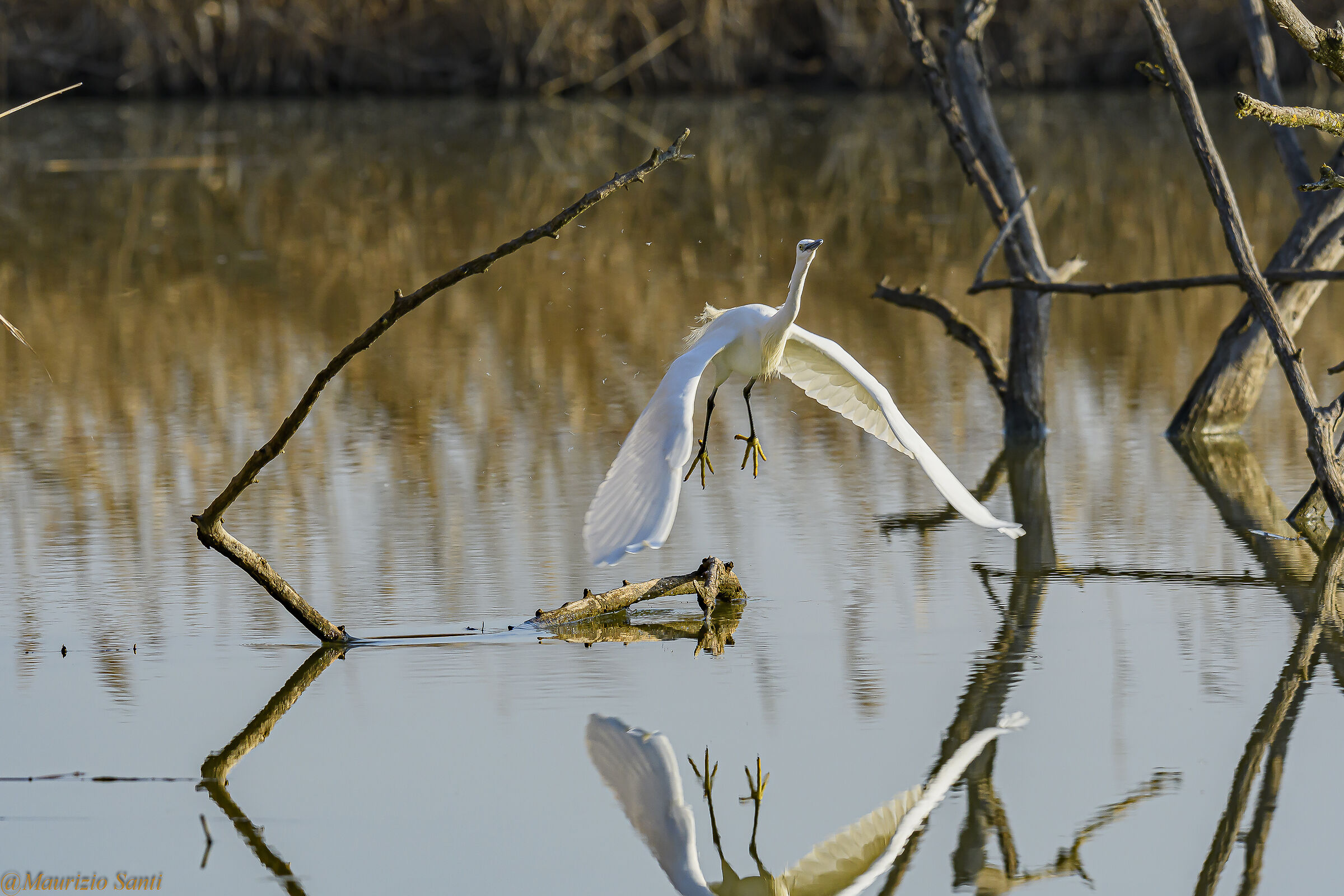 Involo della garzetta