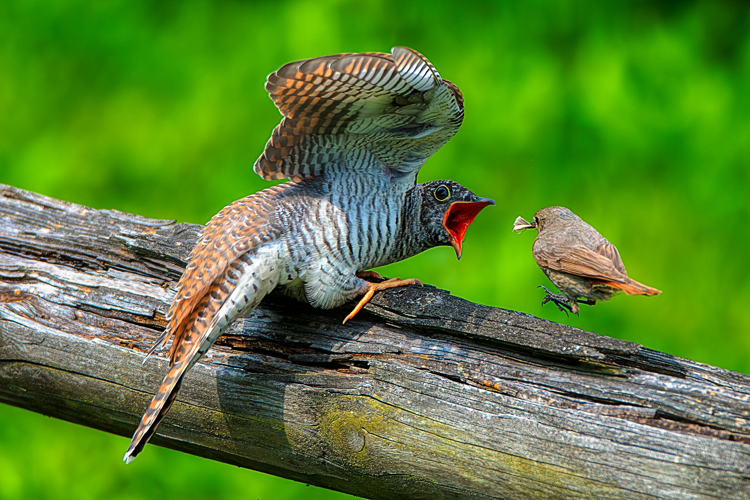 codirosso imbecca cuculo