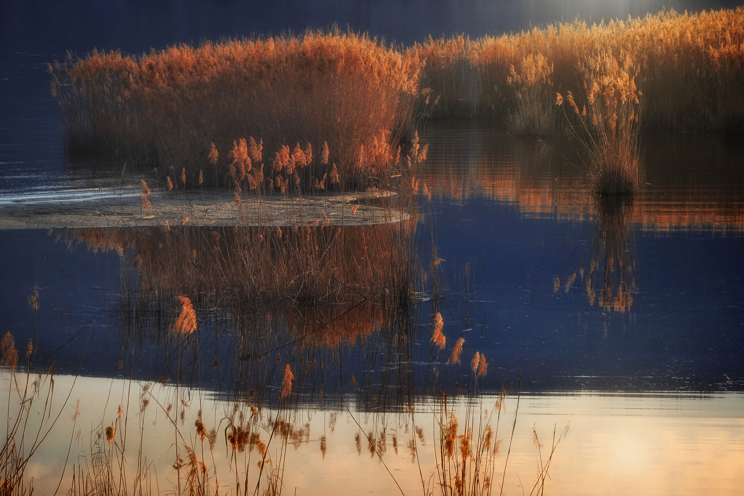 In the quiet of a reed bed