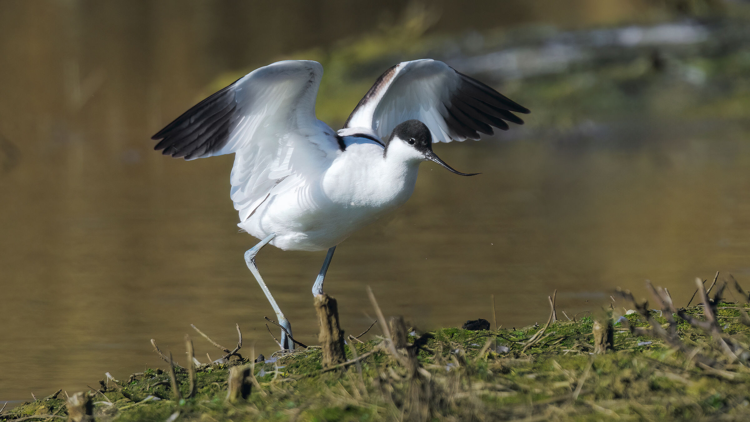 Avocet