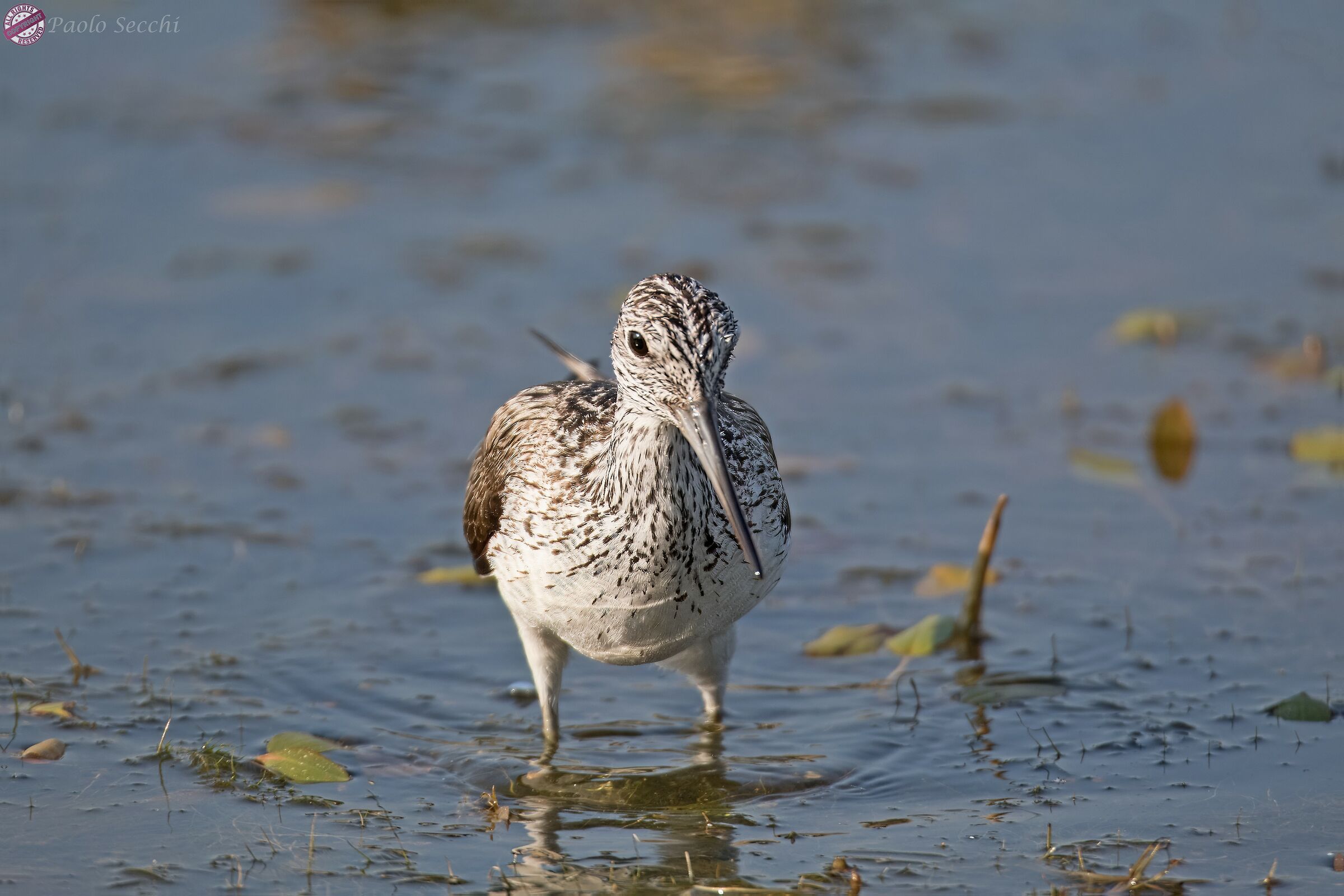 Tringa nebularia (Pantana)