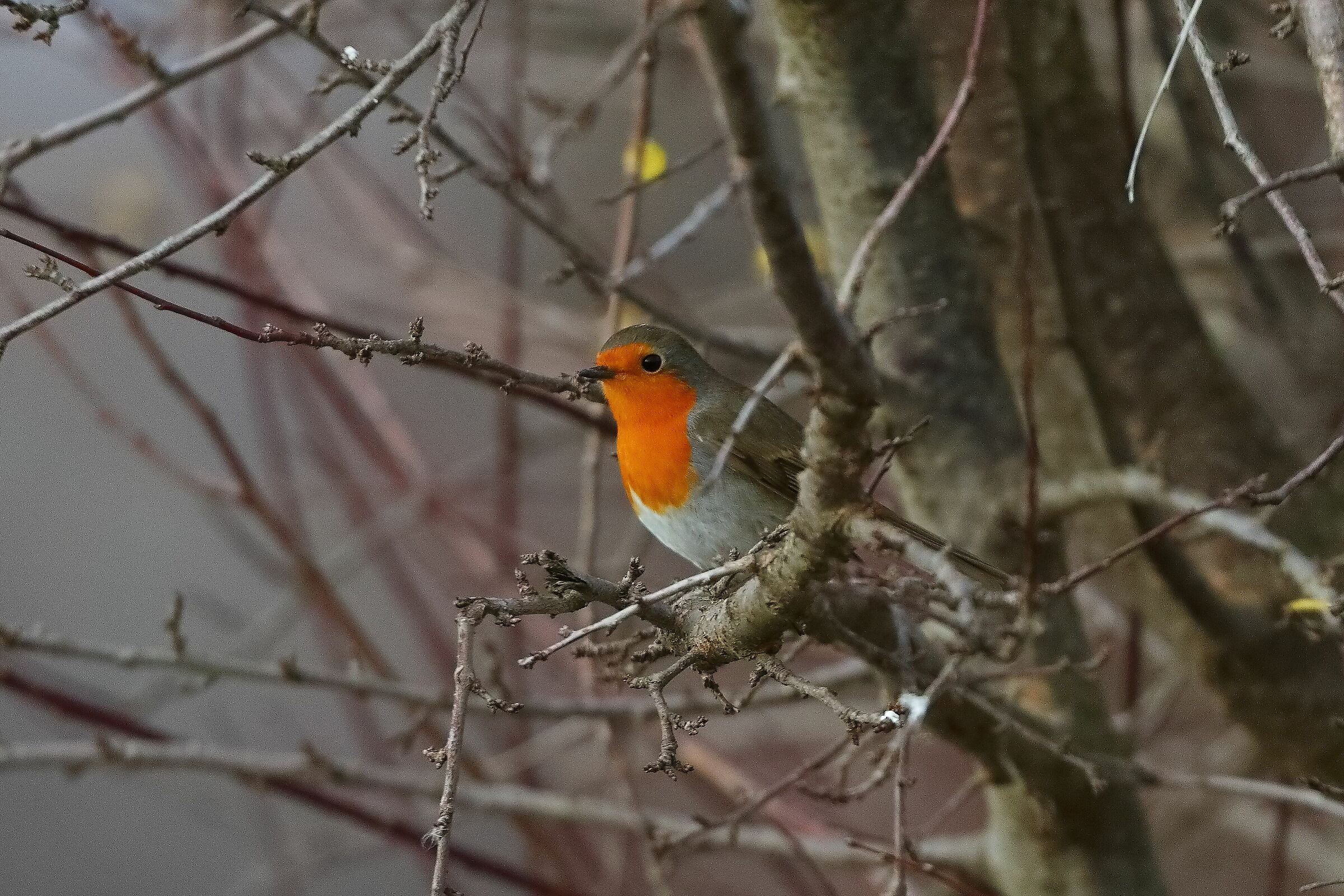 Robin 27-12-2023